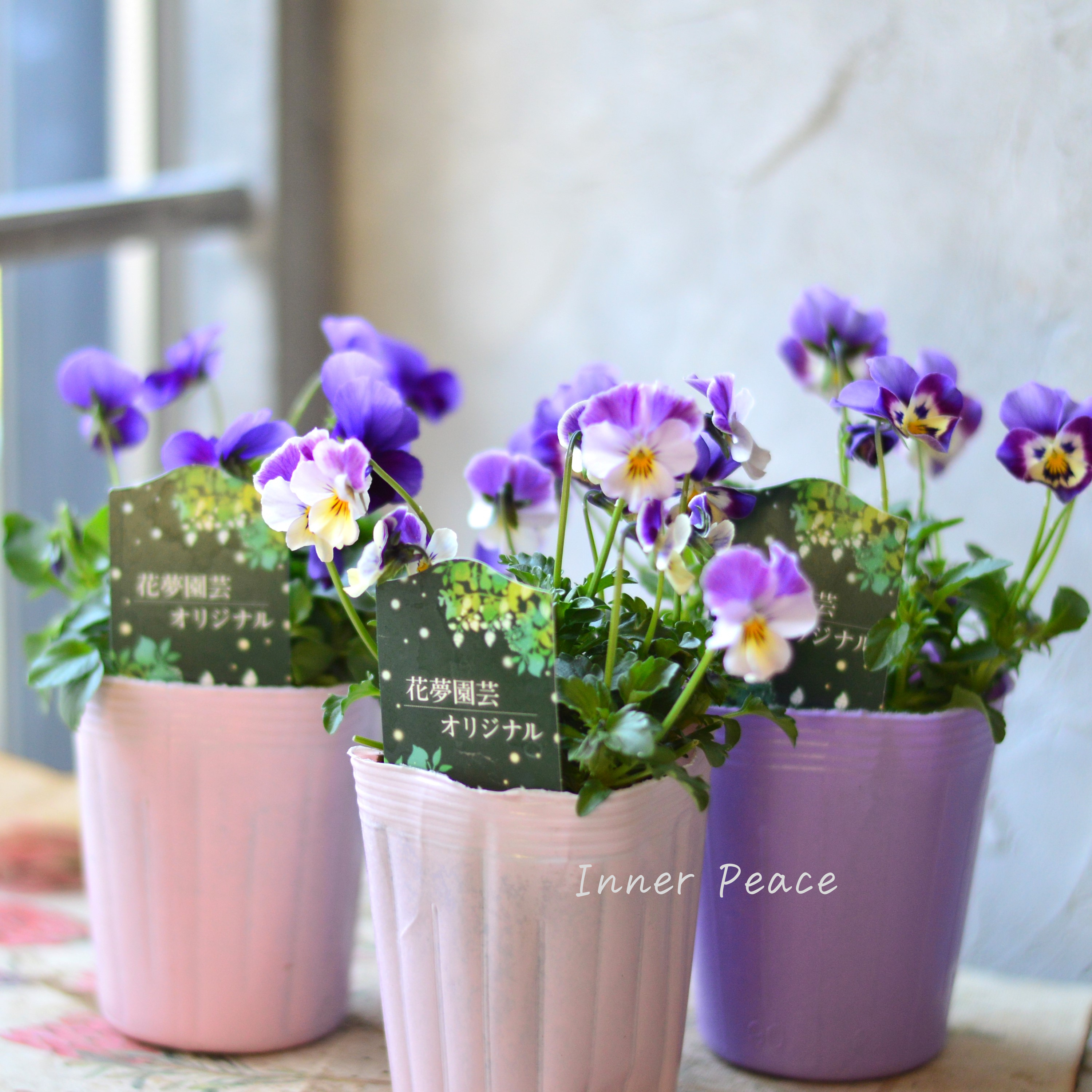 【花夢園芸さん】 ビオラ 『パープル系』 3寸ロングPOT