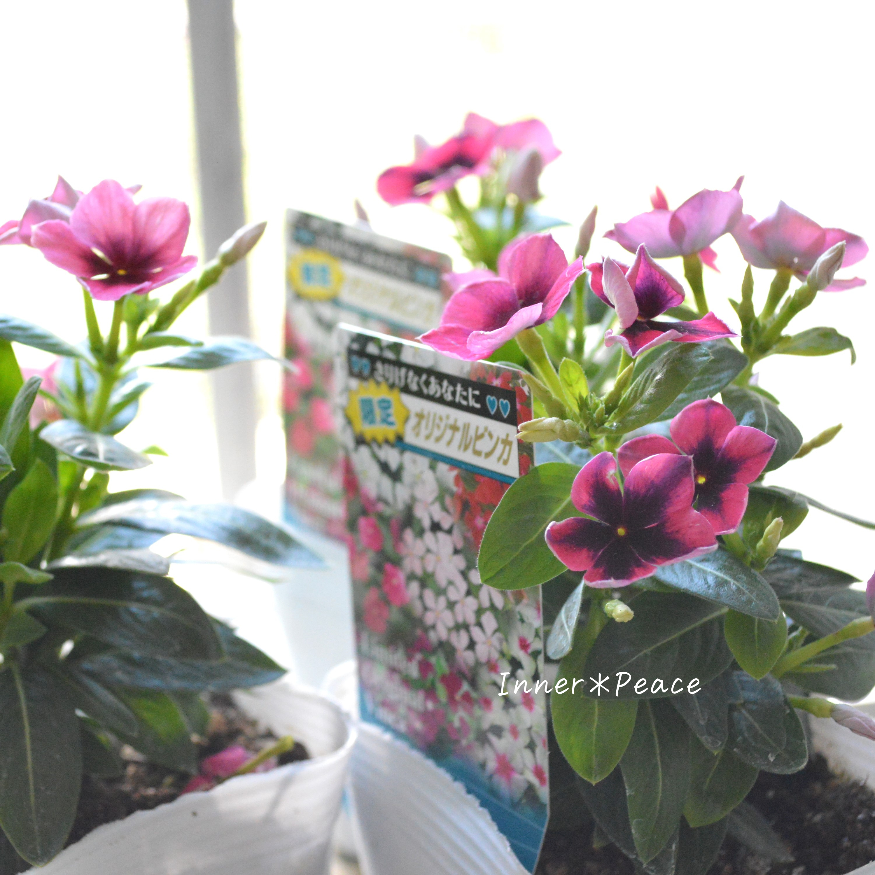 【北島園芸さん】 ニチニチソウ 『いちご風車ストライプ』 3.5寸POT