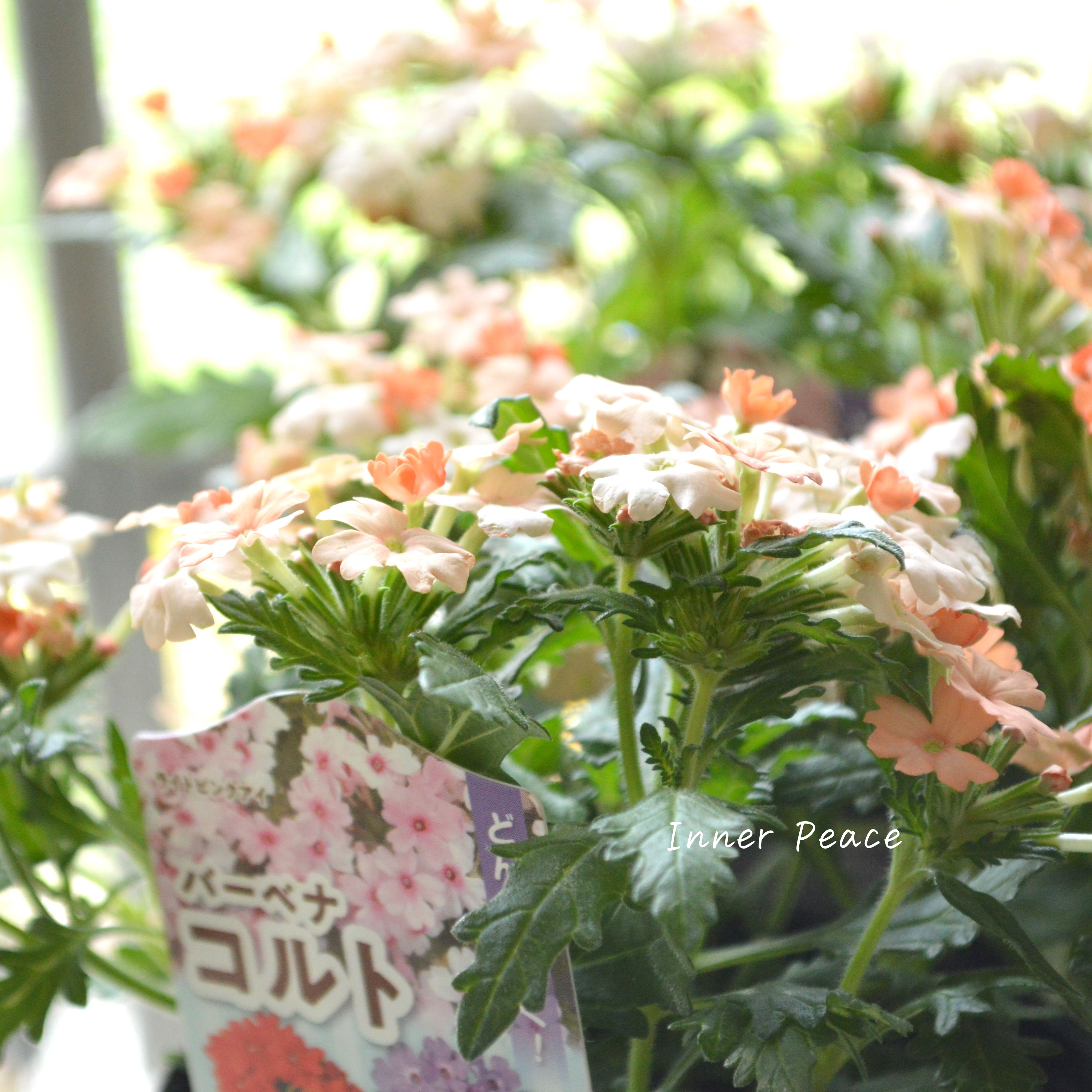 【宿根】 バーベナ 『コルト・ピーチ』 3.5寸POT