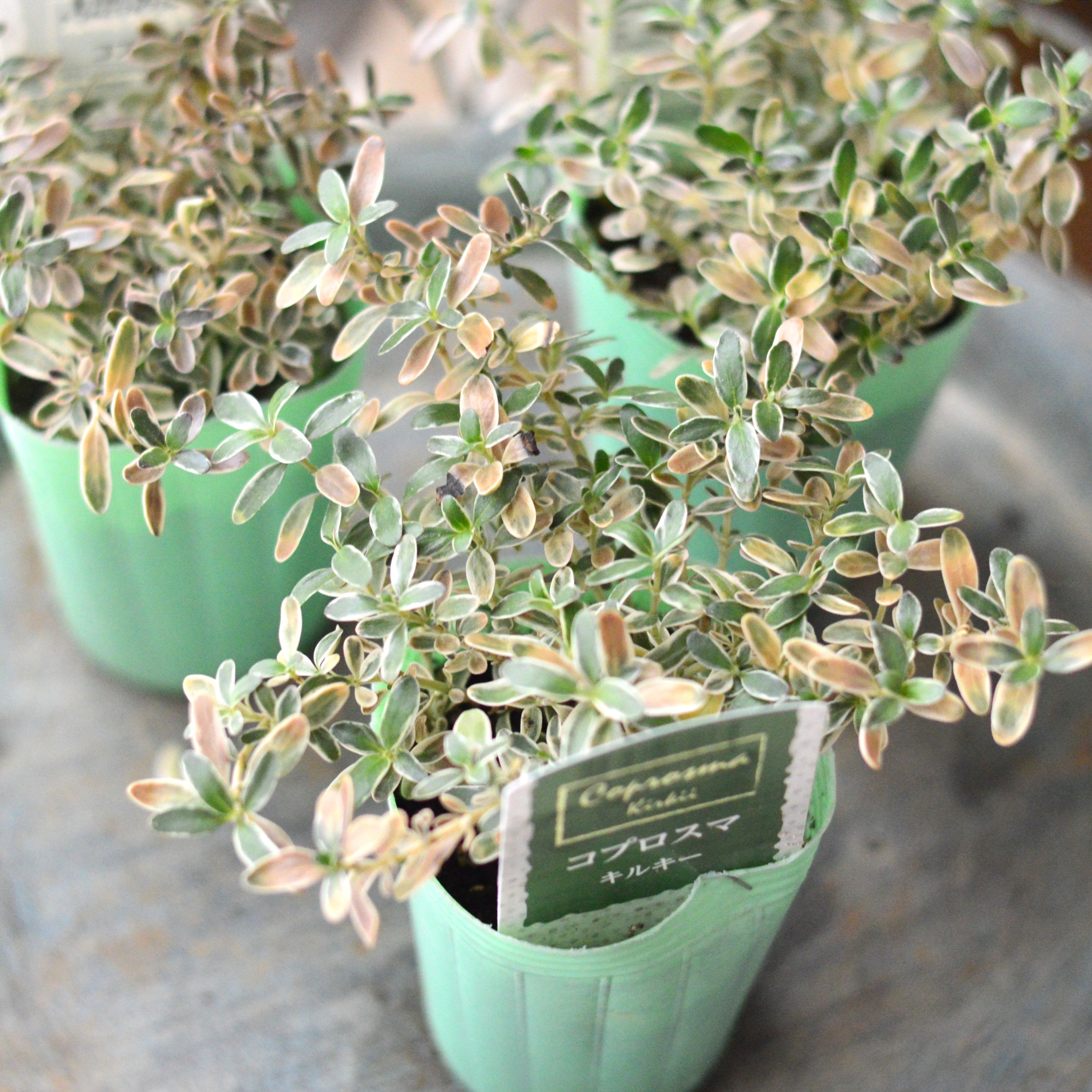 【寄せ植えに】 コプロスマ 『キルキー』 2.5寸POT