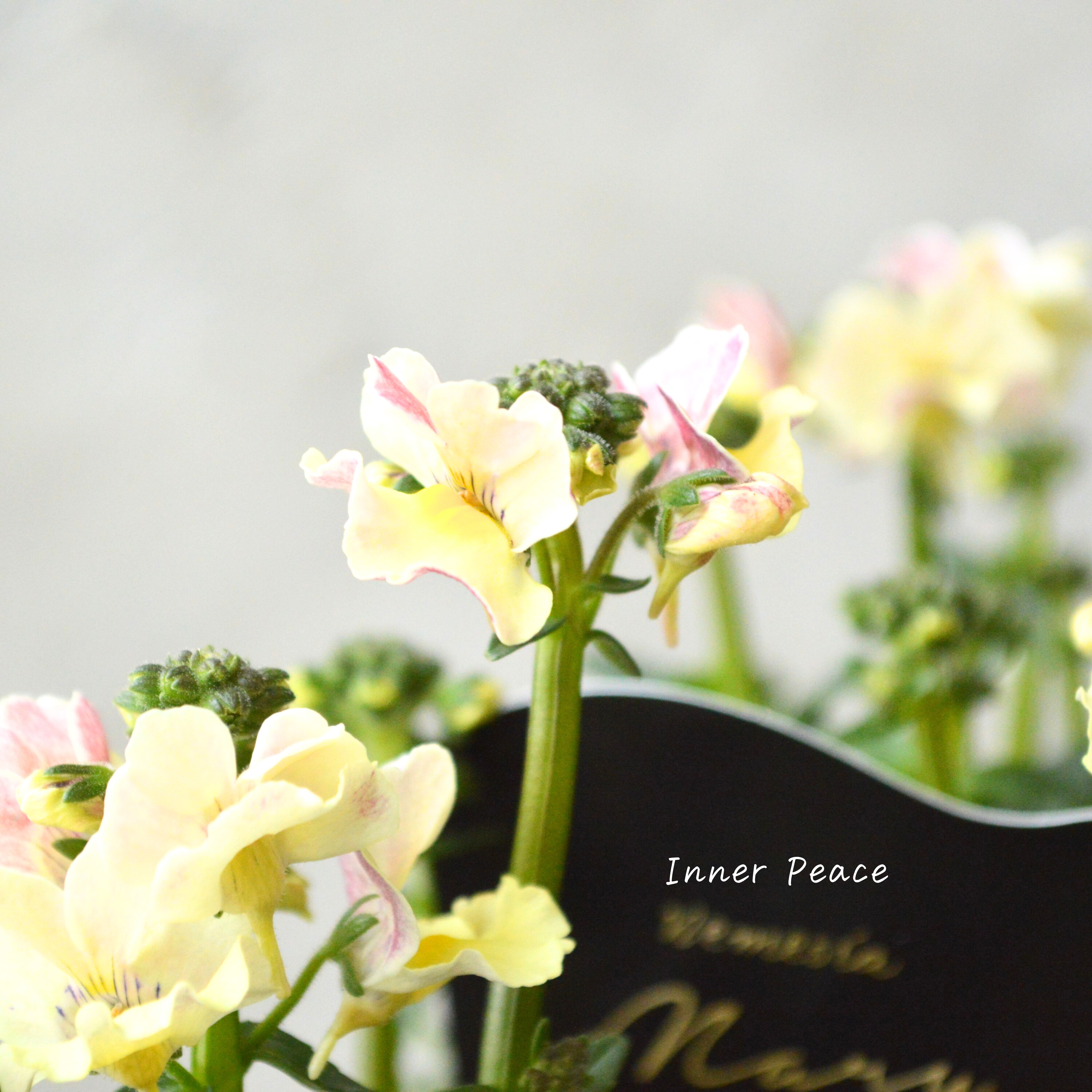 【花芳さん】 ネメシア 『マリー・オマージュパイン』 3.5寸POT