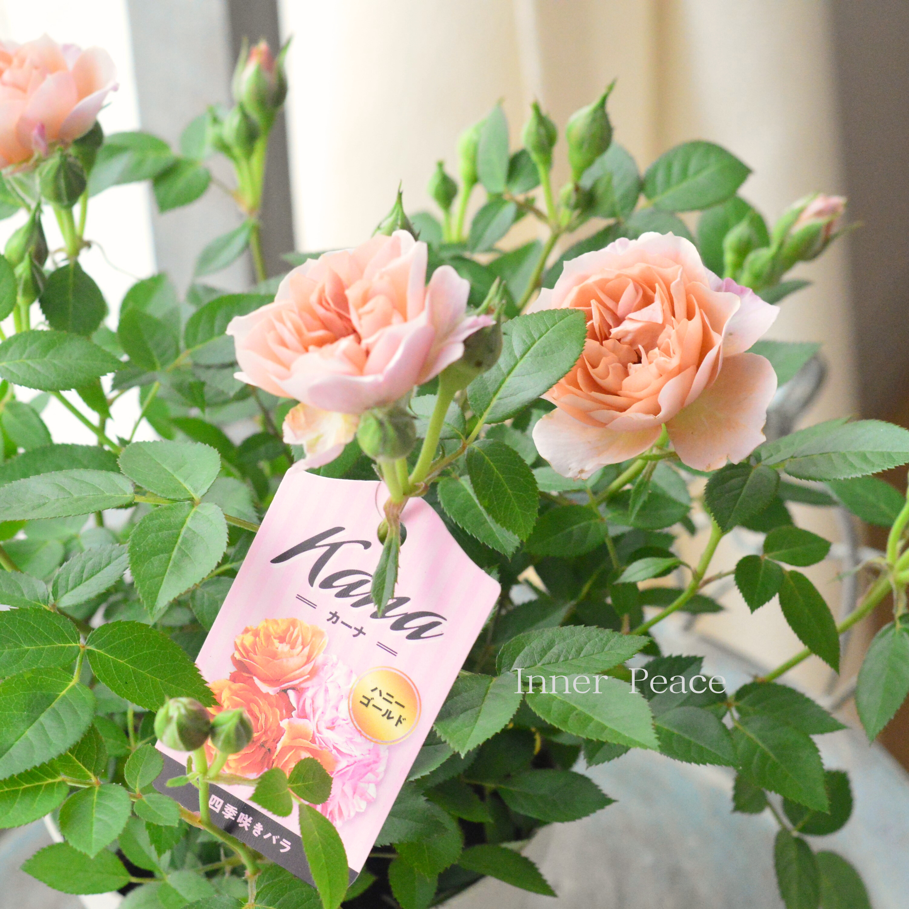 【美しい】ミニ薔薇 『カーナハニーゴールド』 4寸プラ鉢