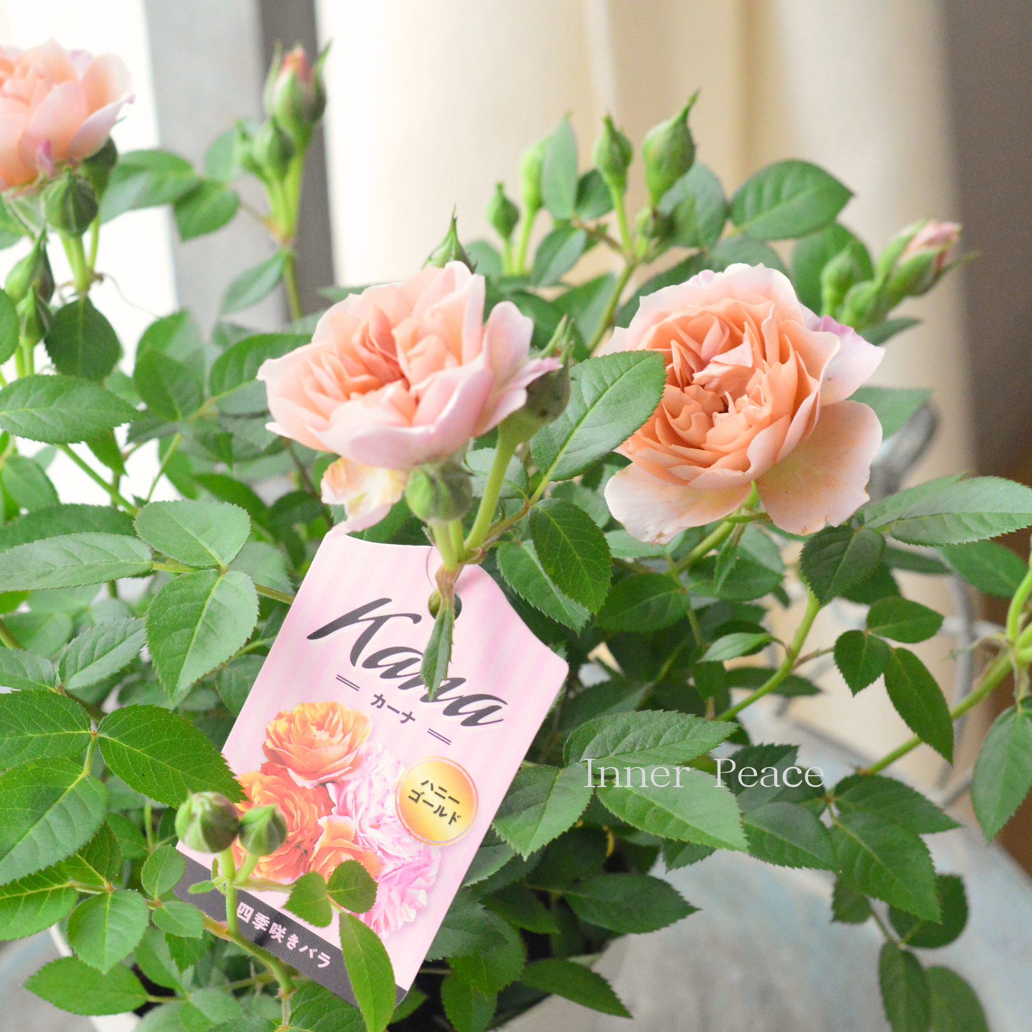 美しい】ミニ薔薇 『カーナハニーゴールド』 4寸プラ鉢