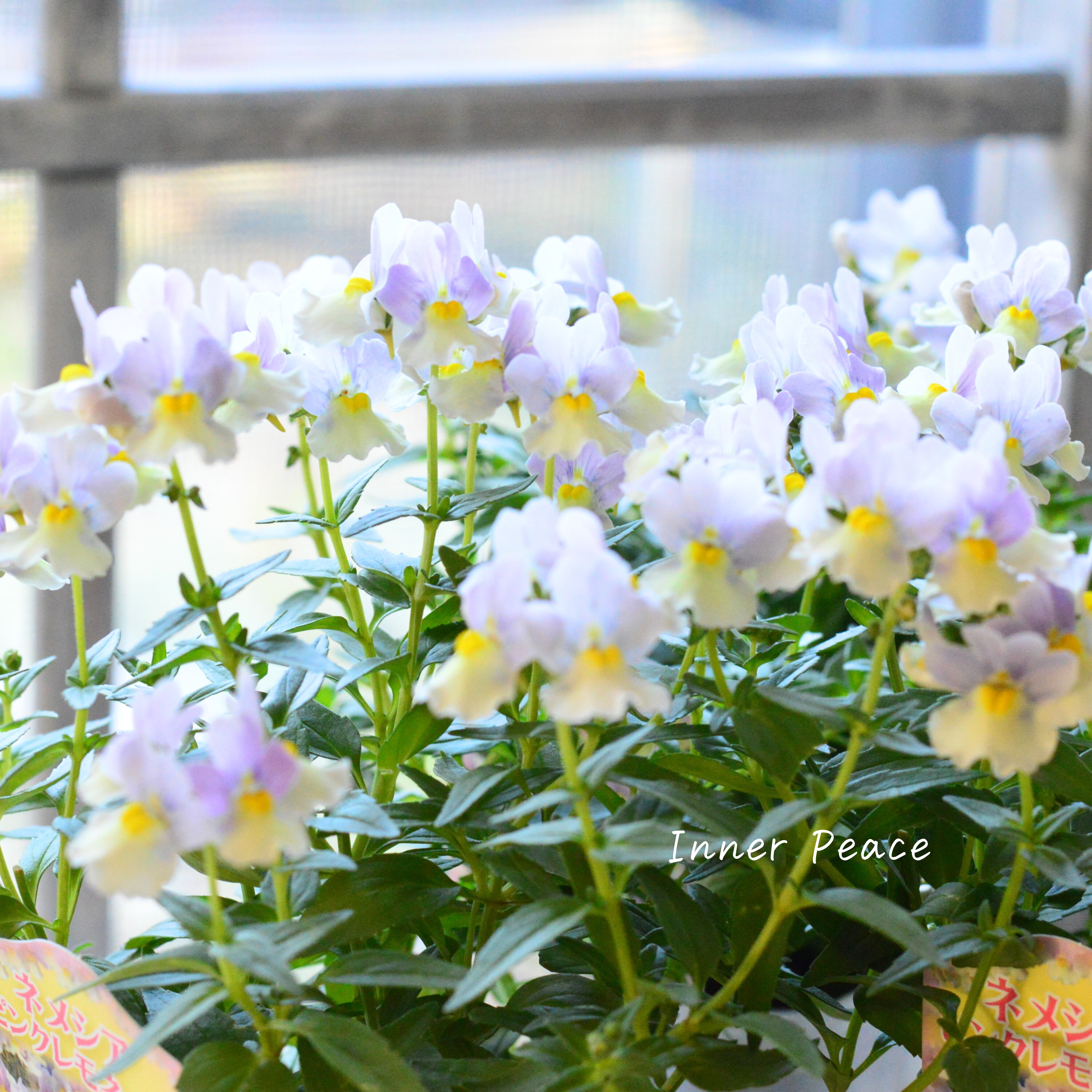 【かわいい】 ネメシア 『ピンクレモネード』 3.5寸POT