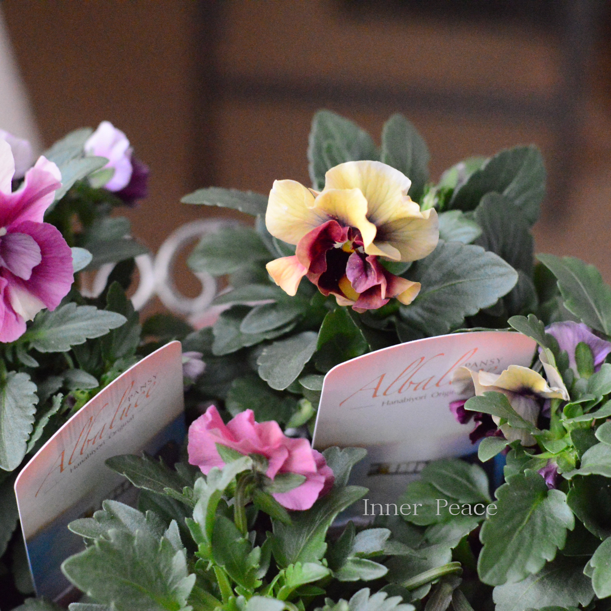 【花日和さんオリジナル】 パンジー 『アルバルーチェ』 3.5寸POT