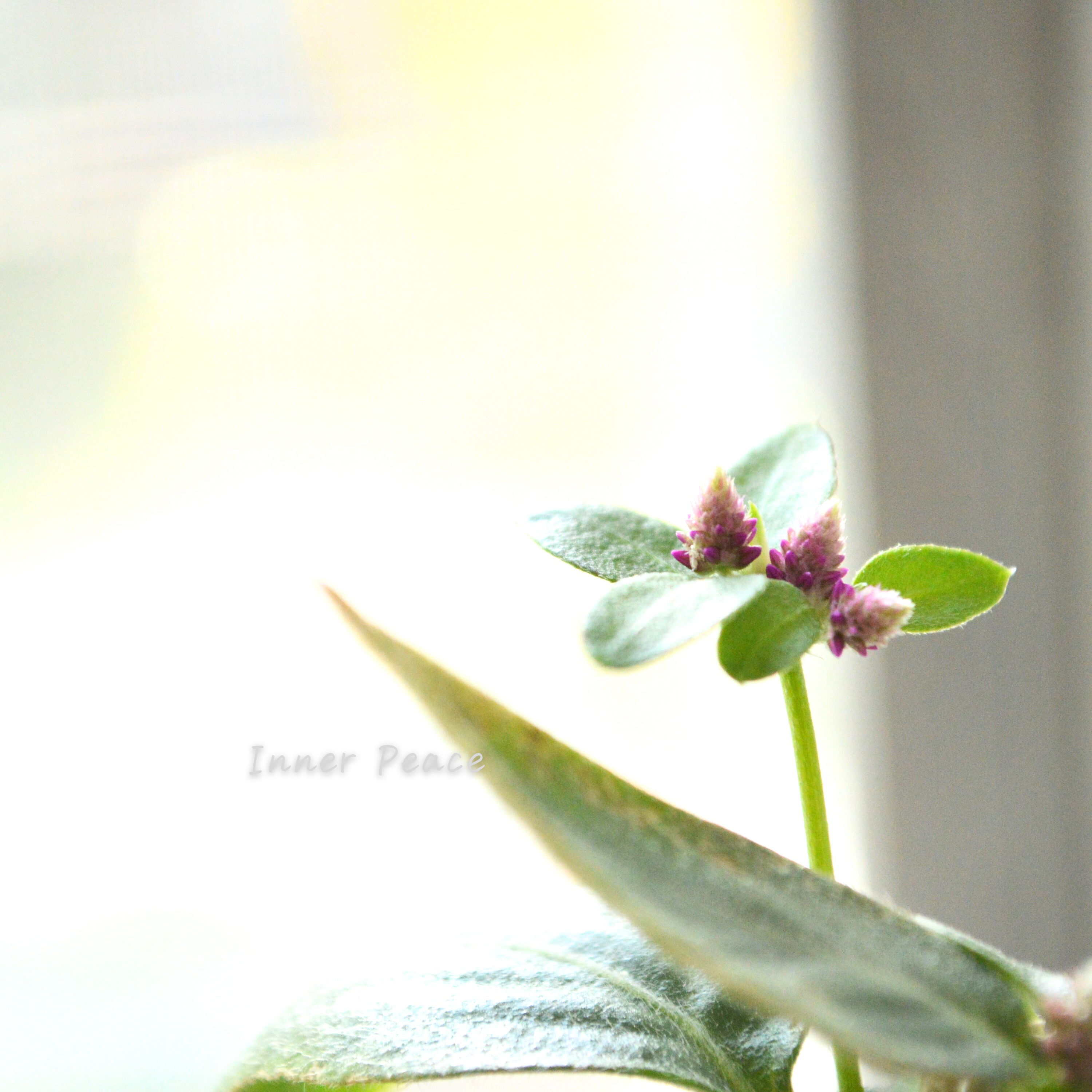 【かわいい】 アルテルナンテラ 『ミライ』 3寸POT