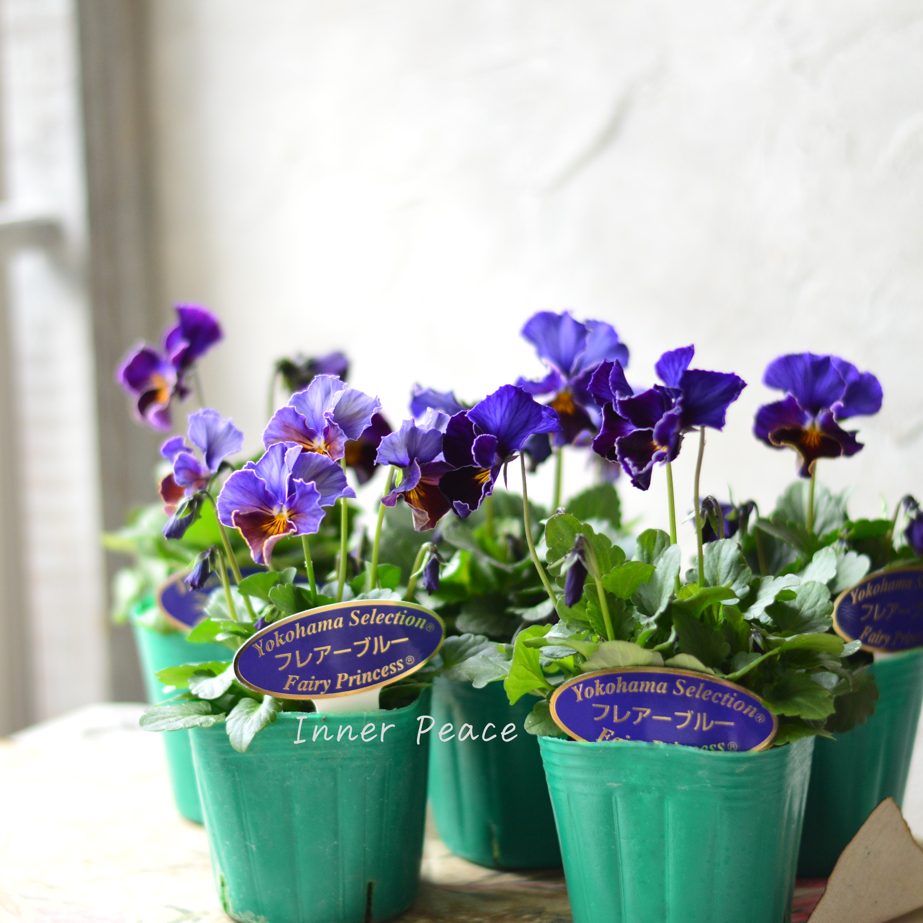 【人気】 ビオラ 『横浜セレクション・フレアブルー』 3寸POT