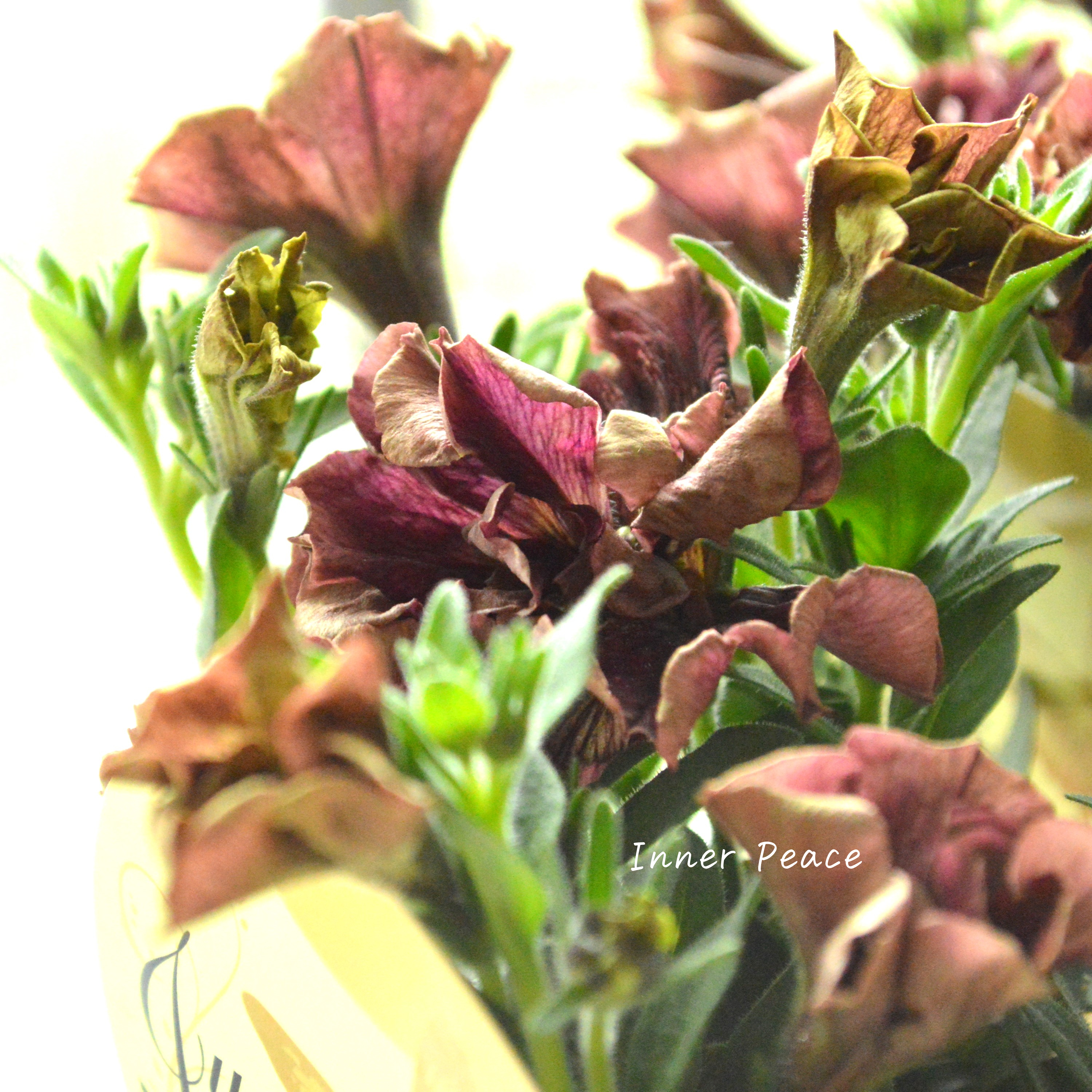 【花芳さんオリジナル】New! 八重咲きペチュニア 『ジュリエット・オスカーアーモンド』 3.5寸POT