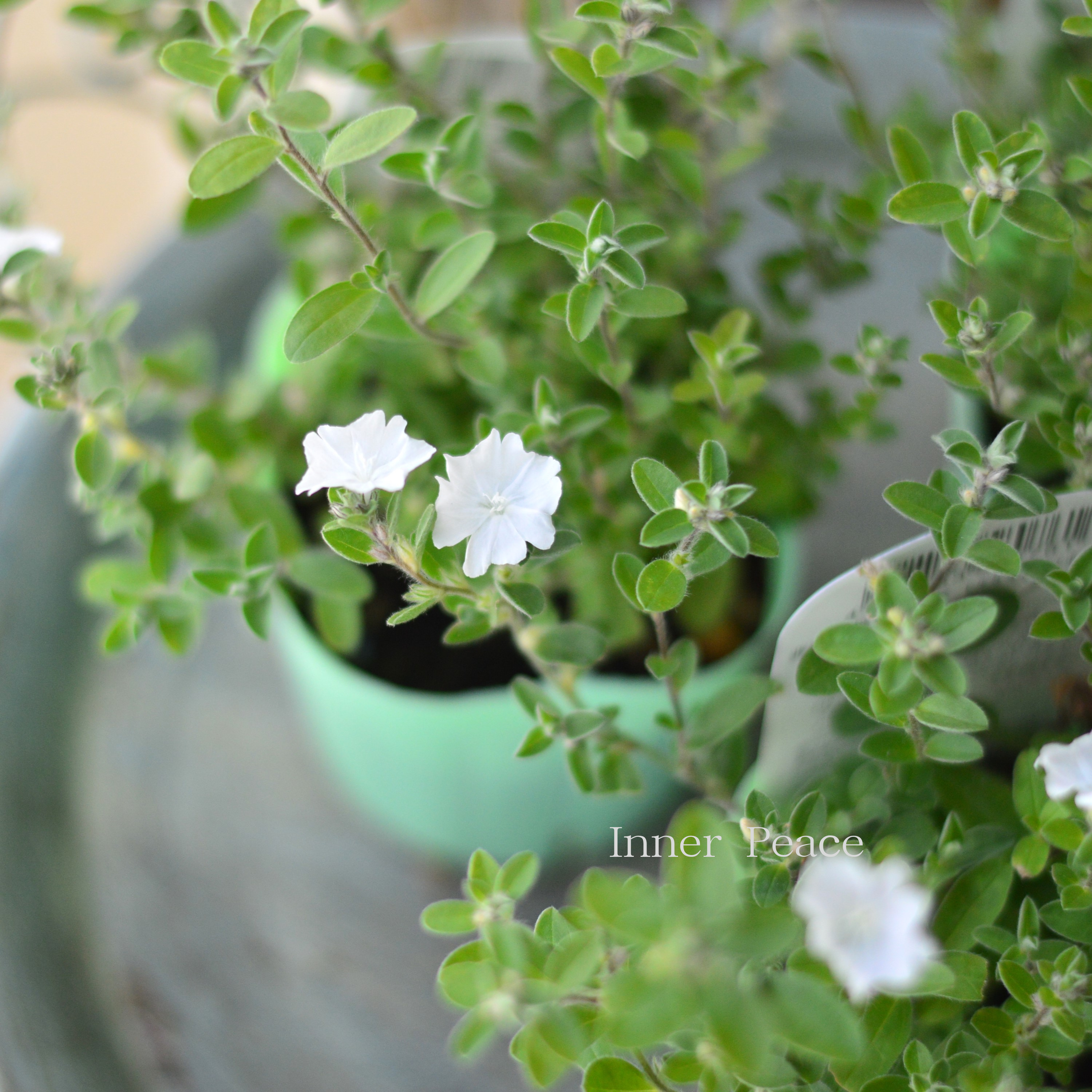 【開花期が長い】 エボルブルス 『サマースノー』 3寸POT