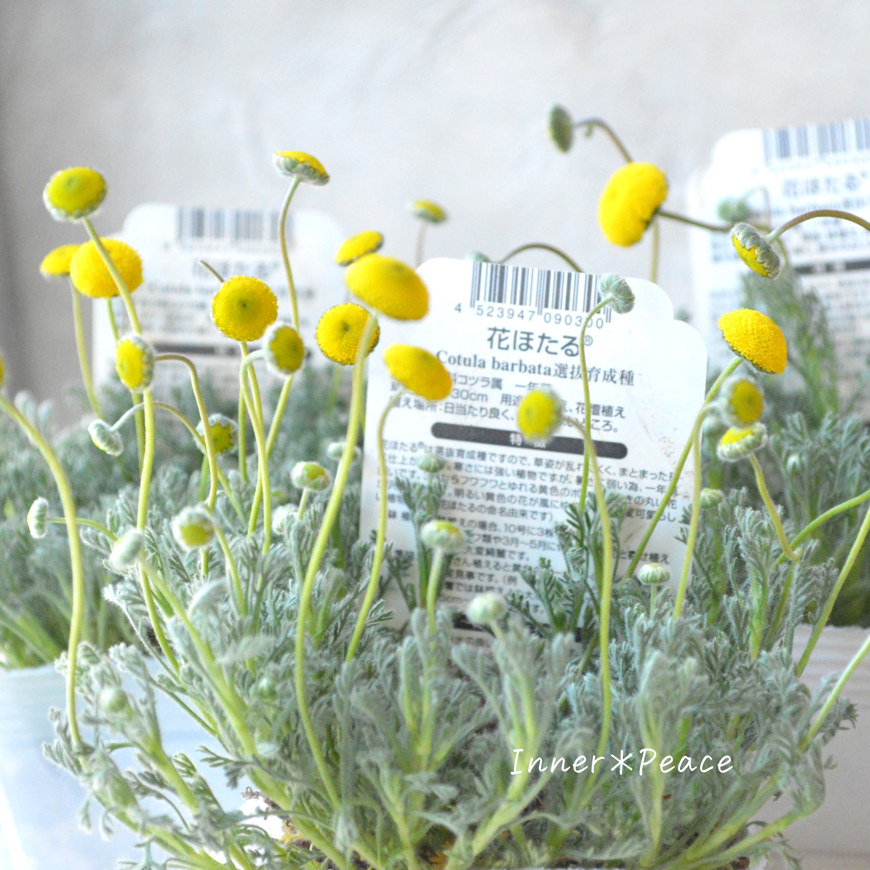 【かわいい】 コツラ・バルバータ 3~3.5寸POT