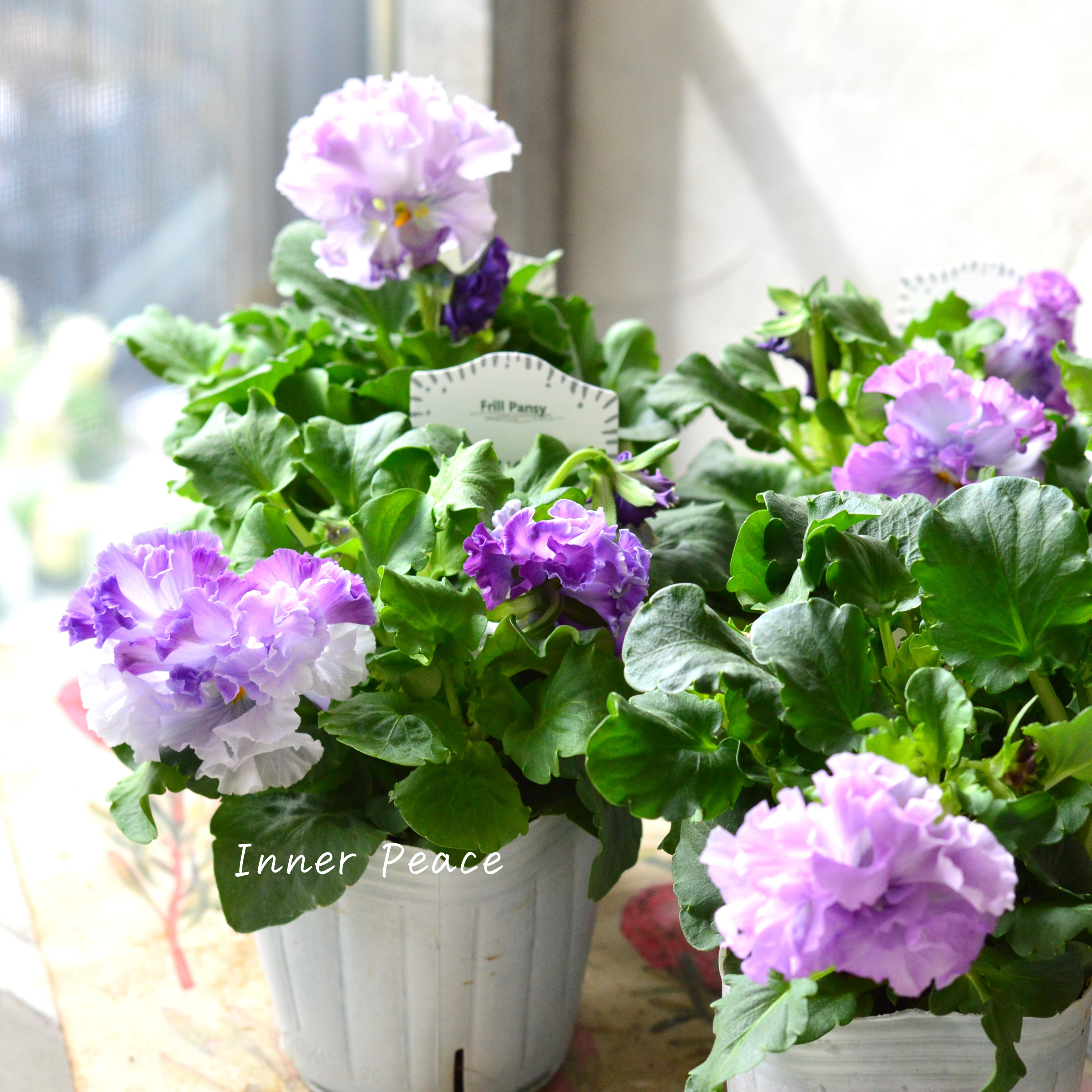 【湘南Berryさん】 フリルパンジー 『シュガーボンボン・パープル系』 3寸POT