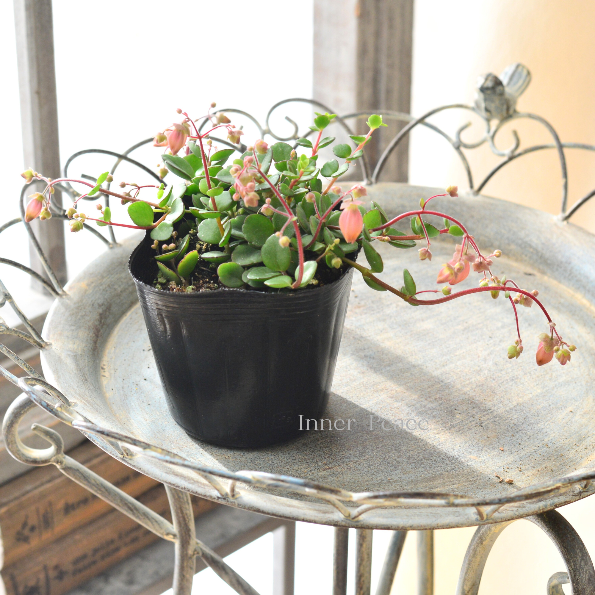 【かわいい】 カランコエ 『フィフィ』 3.5寸POT