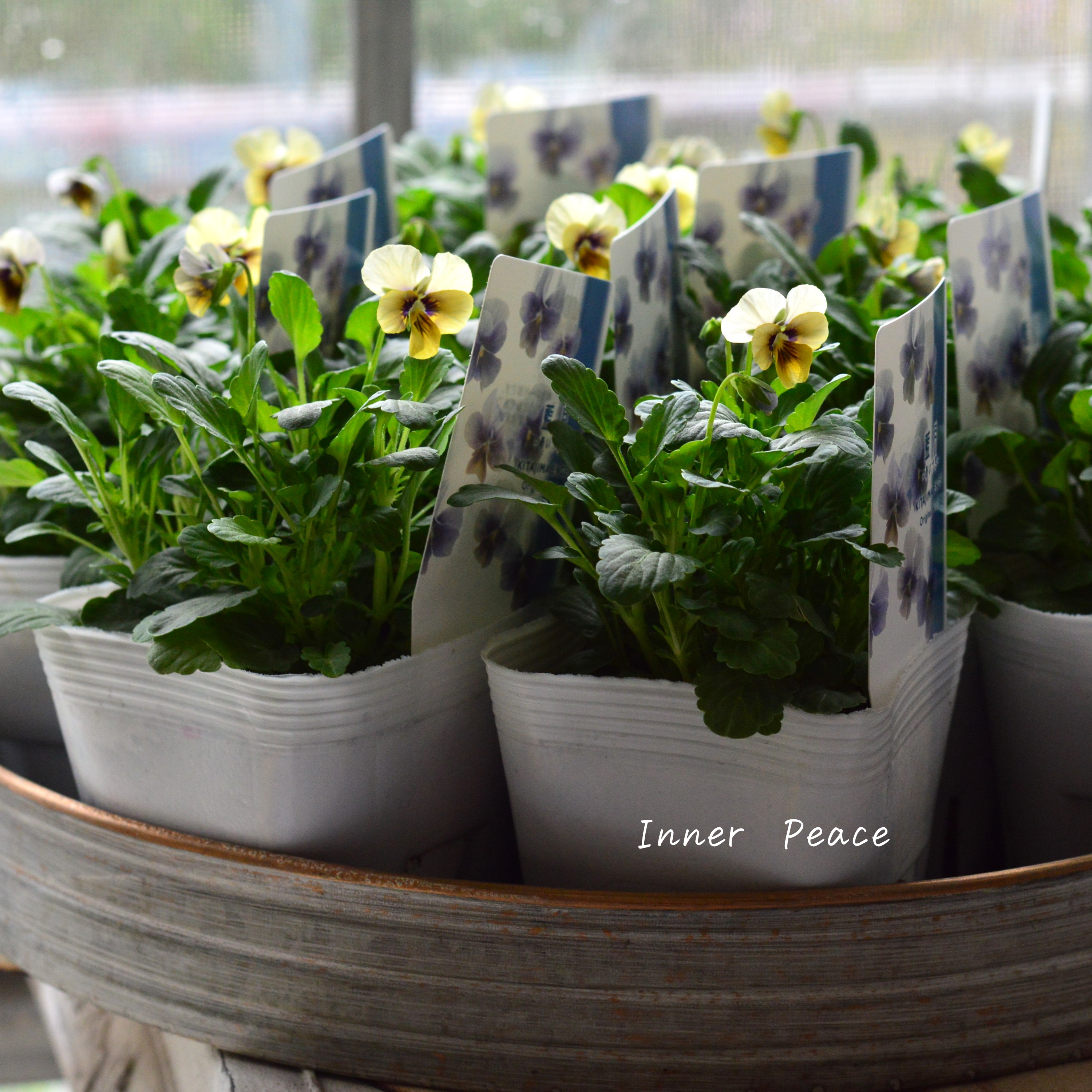 【希少】 北島園芸さんのビオラ 『藍月』 3.5寸POT