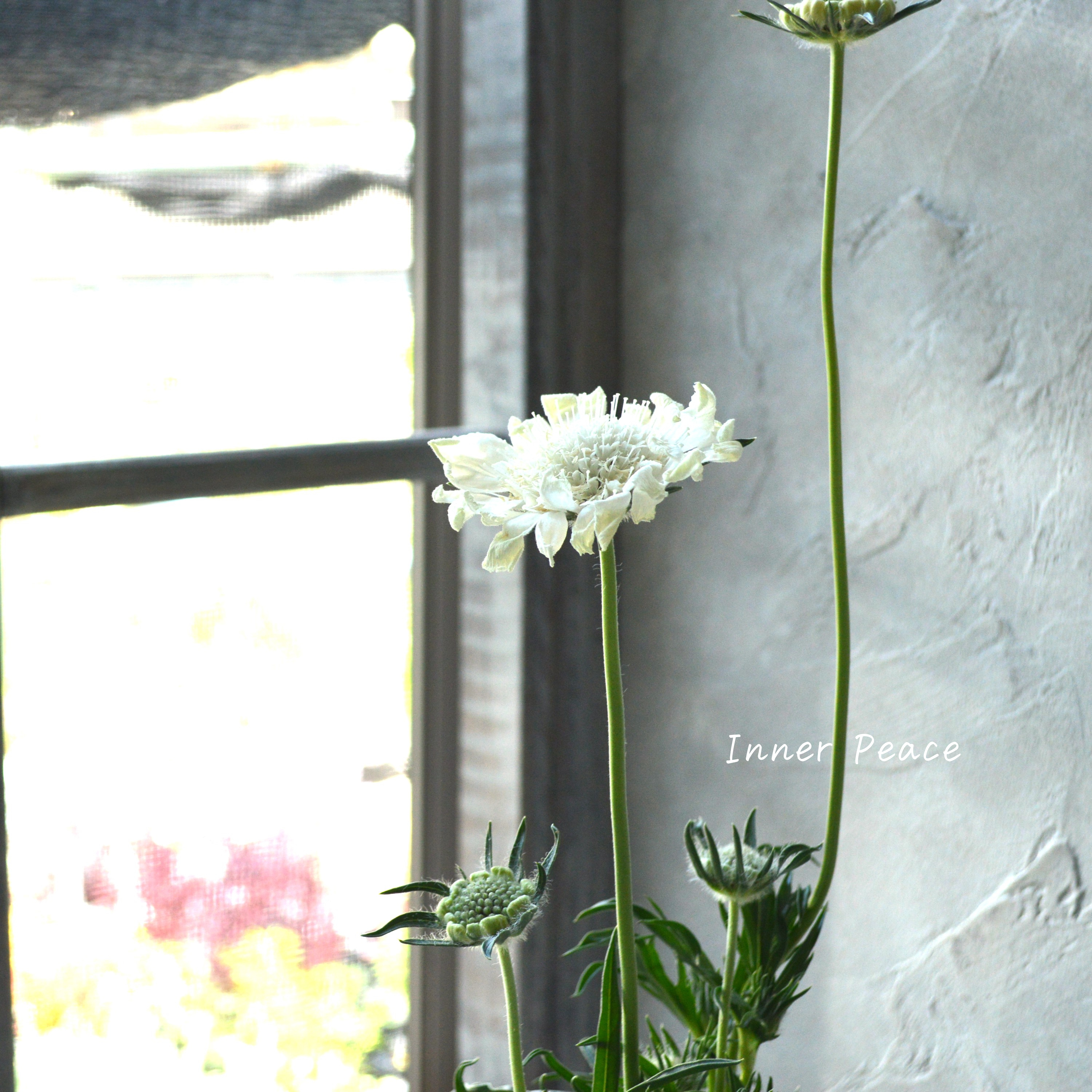 【大輪】 スカビオサ 『ファーマ・ホワイト』 3.5寸POT