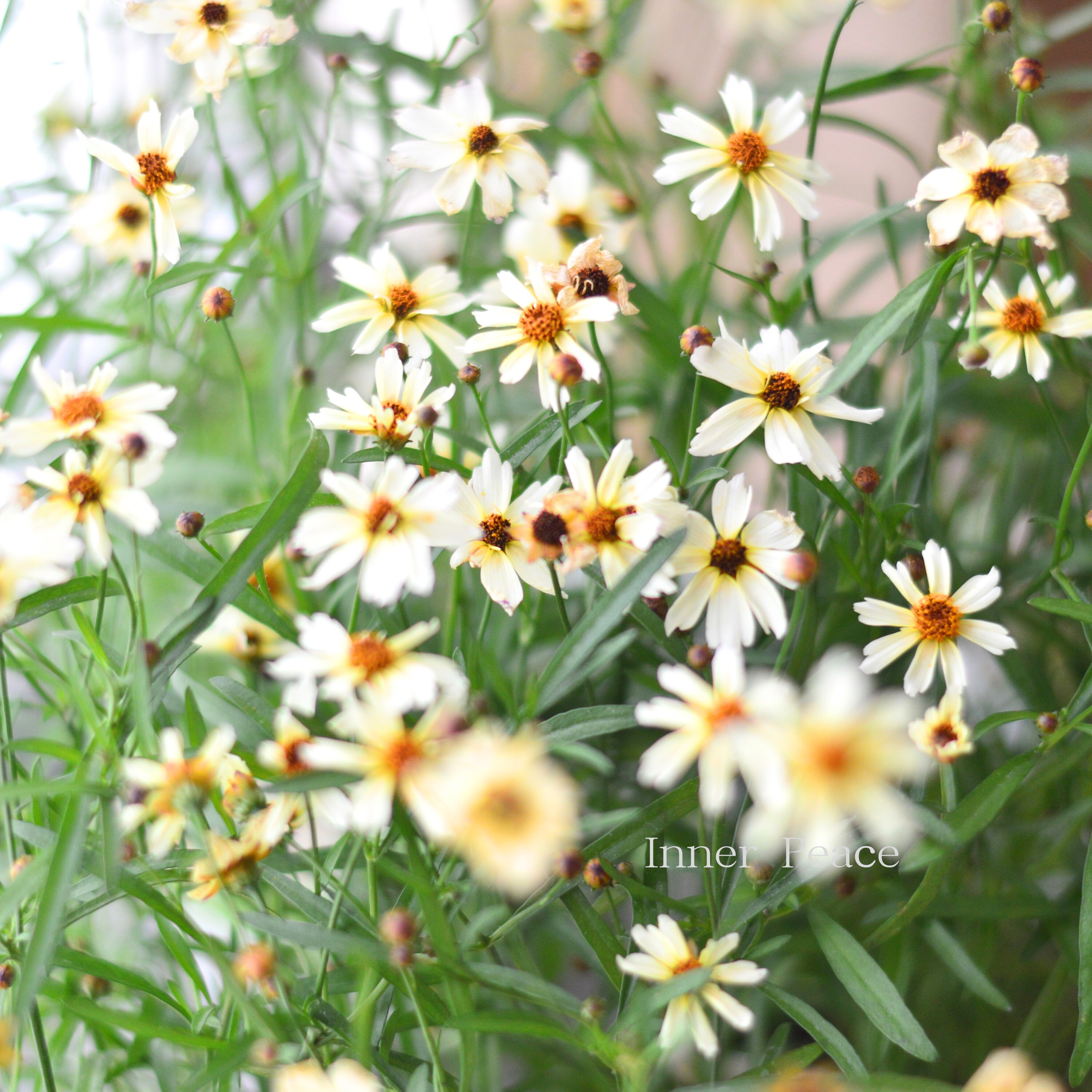 【アンティーク色】コレオプシス『ミスティクリーム』 3寸POT