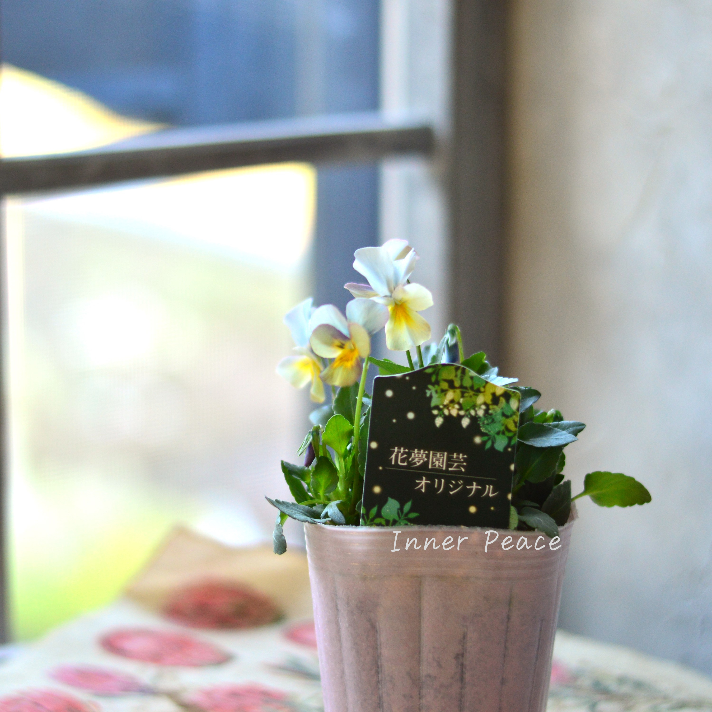 【花夢園芸さん】 ビオラ 『ブルー系』 3寸ロングPOT