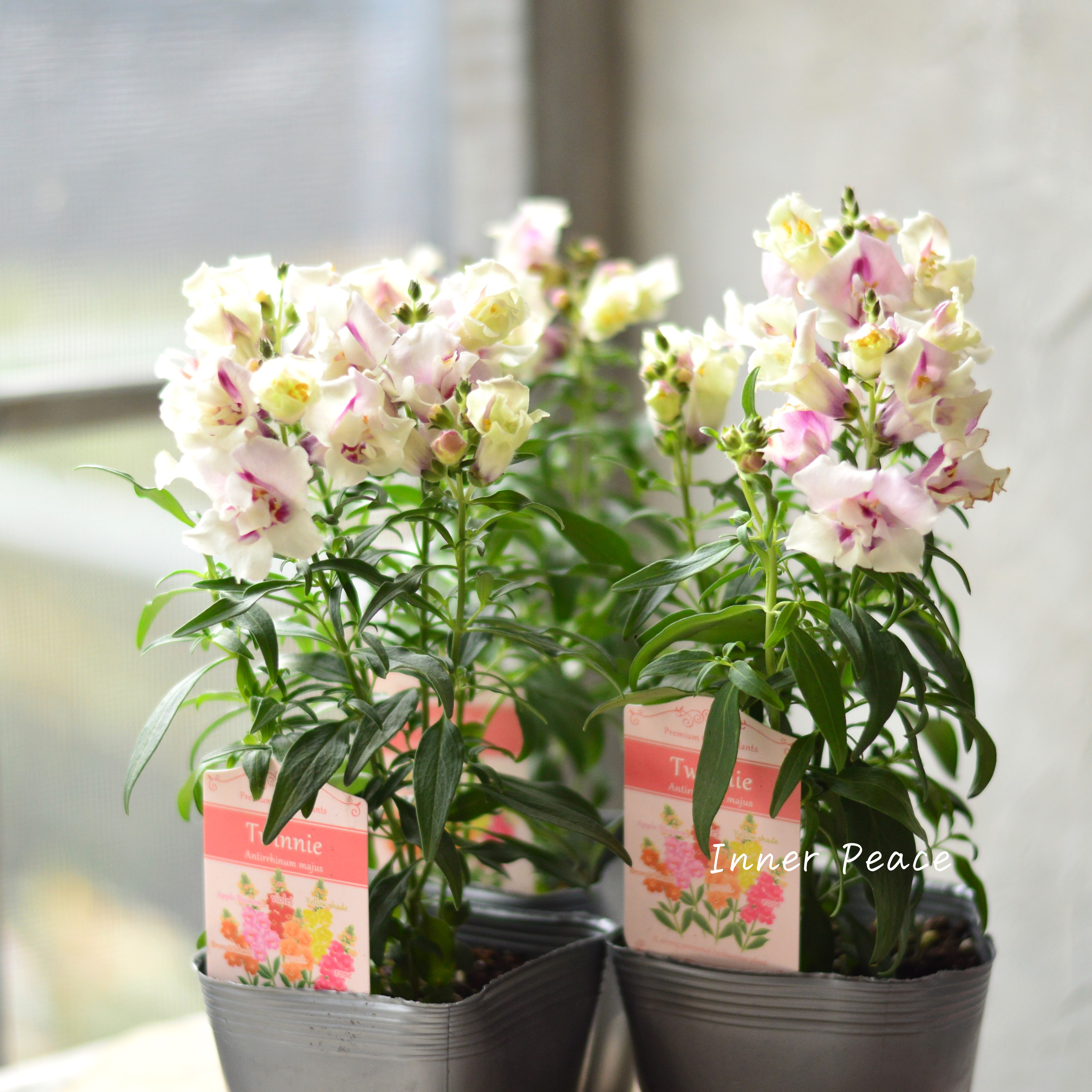 【かわいい】 キンギョソウ・トゥイニー 『オーキッド』 3寸ロングPOT