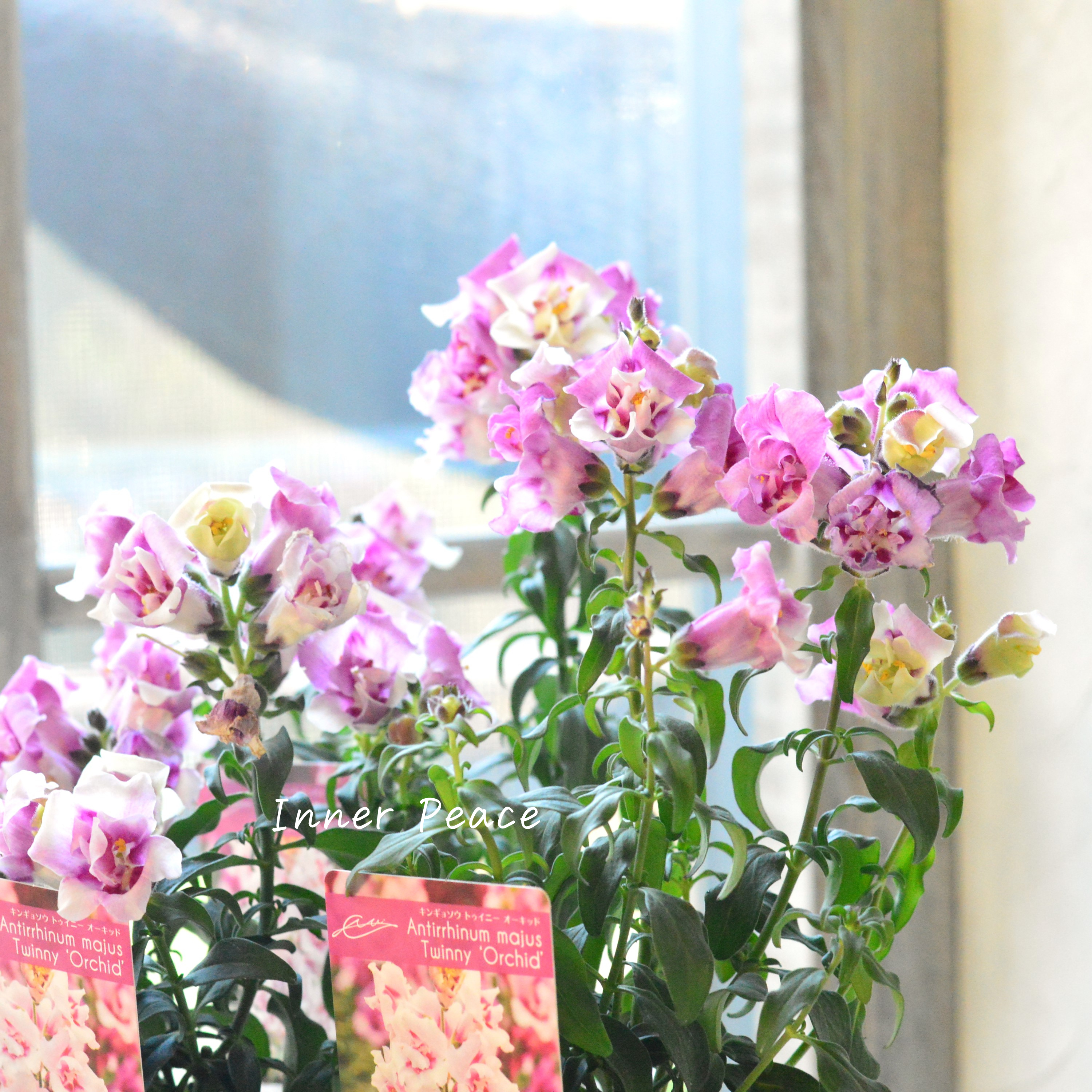 【かわいい】奥田さん生産の キンギョソウ・トゥイニー 『オーキッド』 3寸ロングPOT