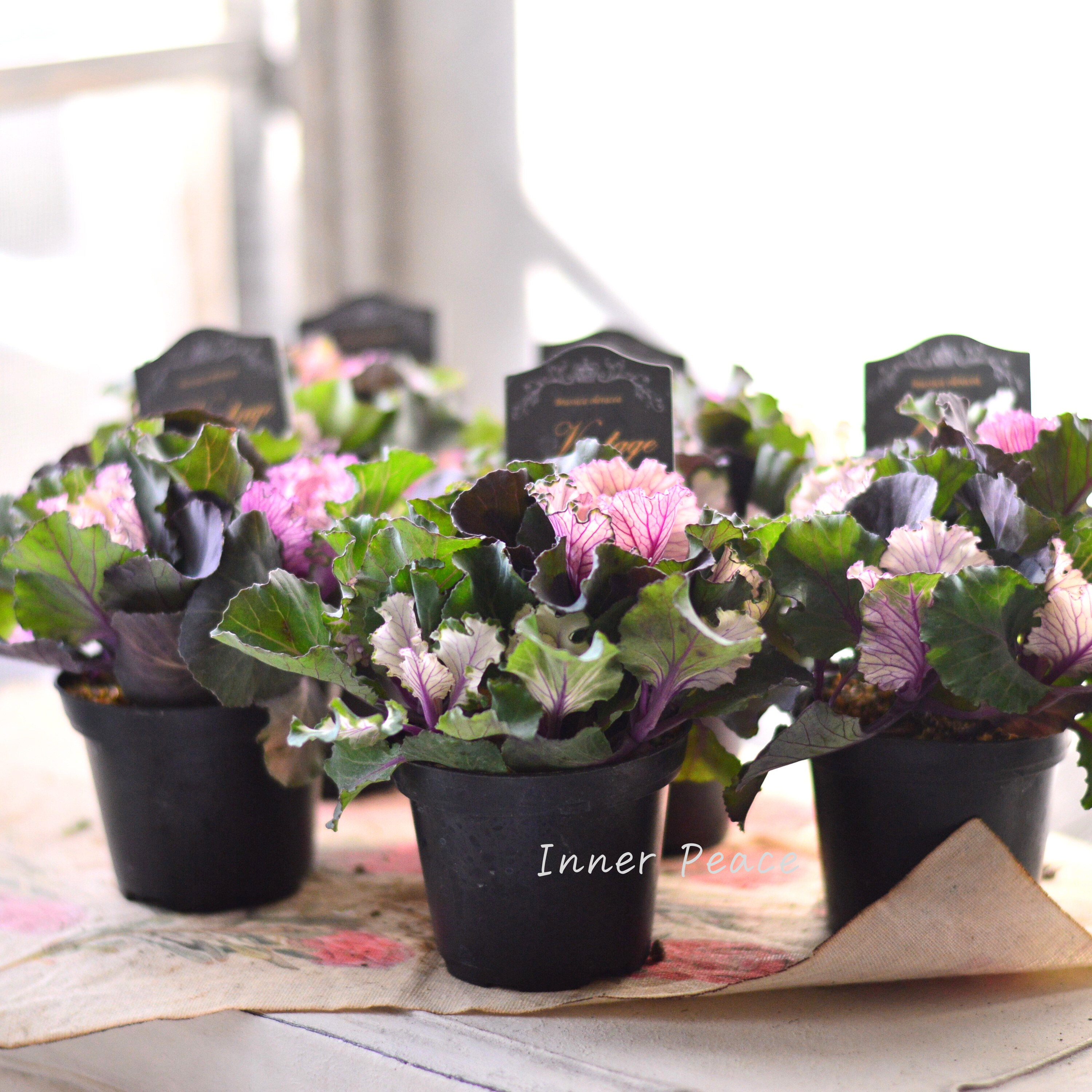 【kーplantsさん】 葉牡丹 『ヴィンテージブーケ・フリル』 2.5寸硬質POT