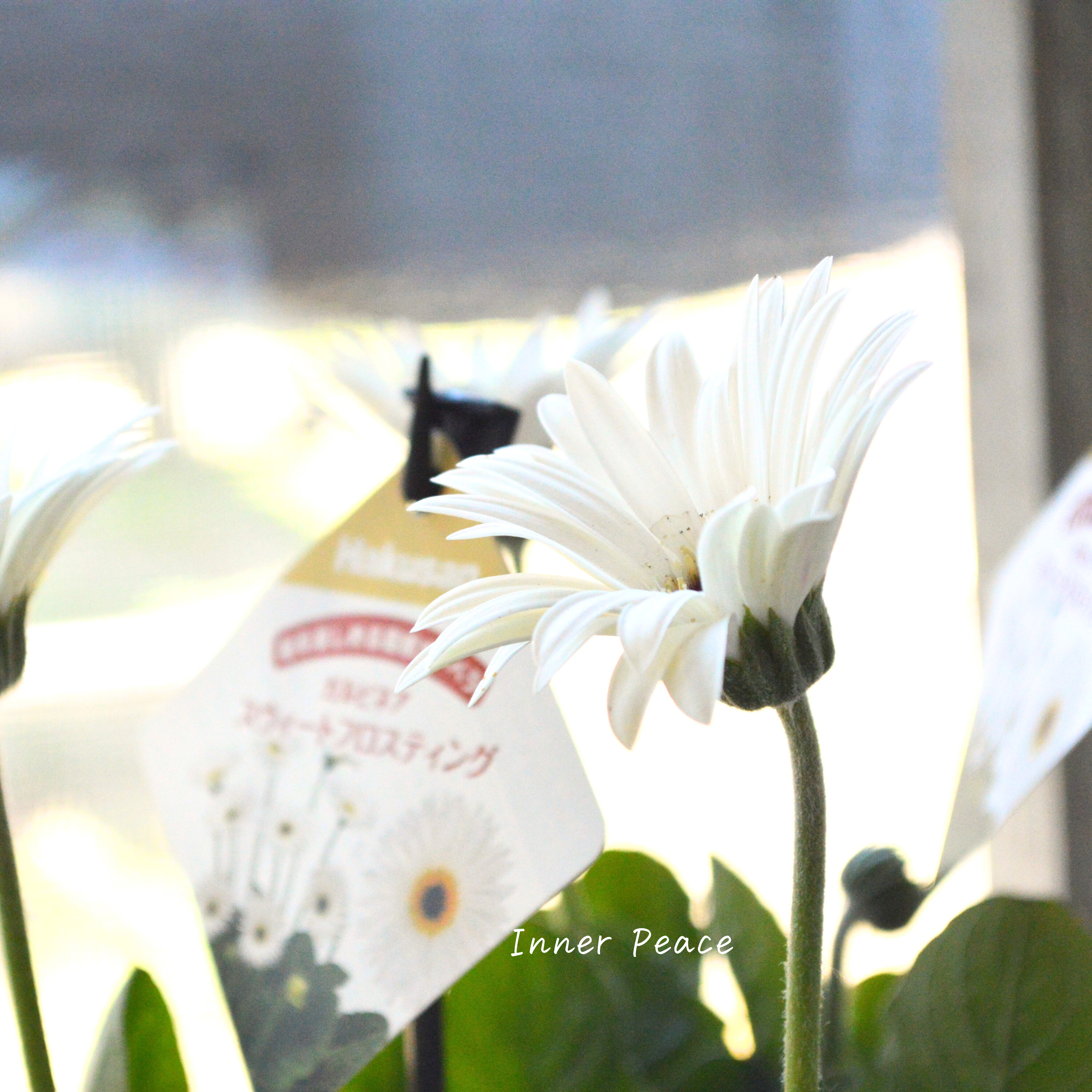 【宿根】 ガルビネア 『スウィートフロスティング』 3.5寸POT