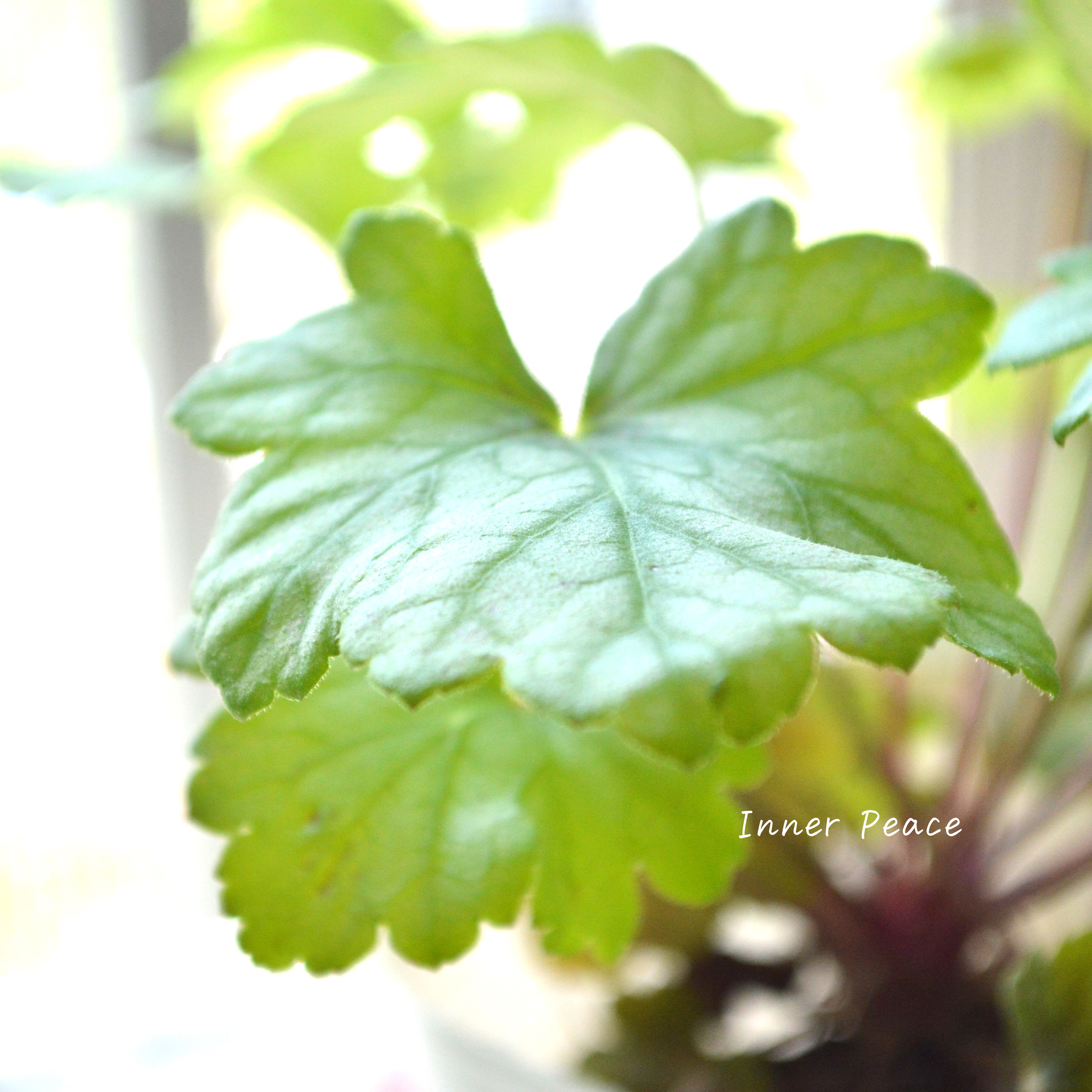 【PW】 ヒューケラ ドルチェ 『フローズンマスカット』 3.5寸POT