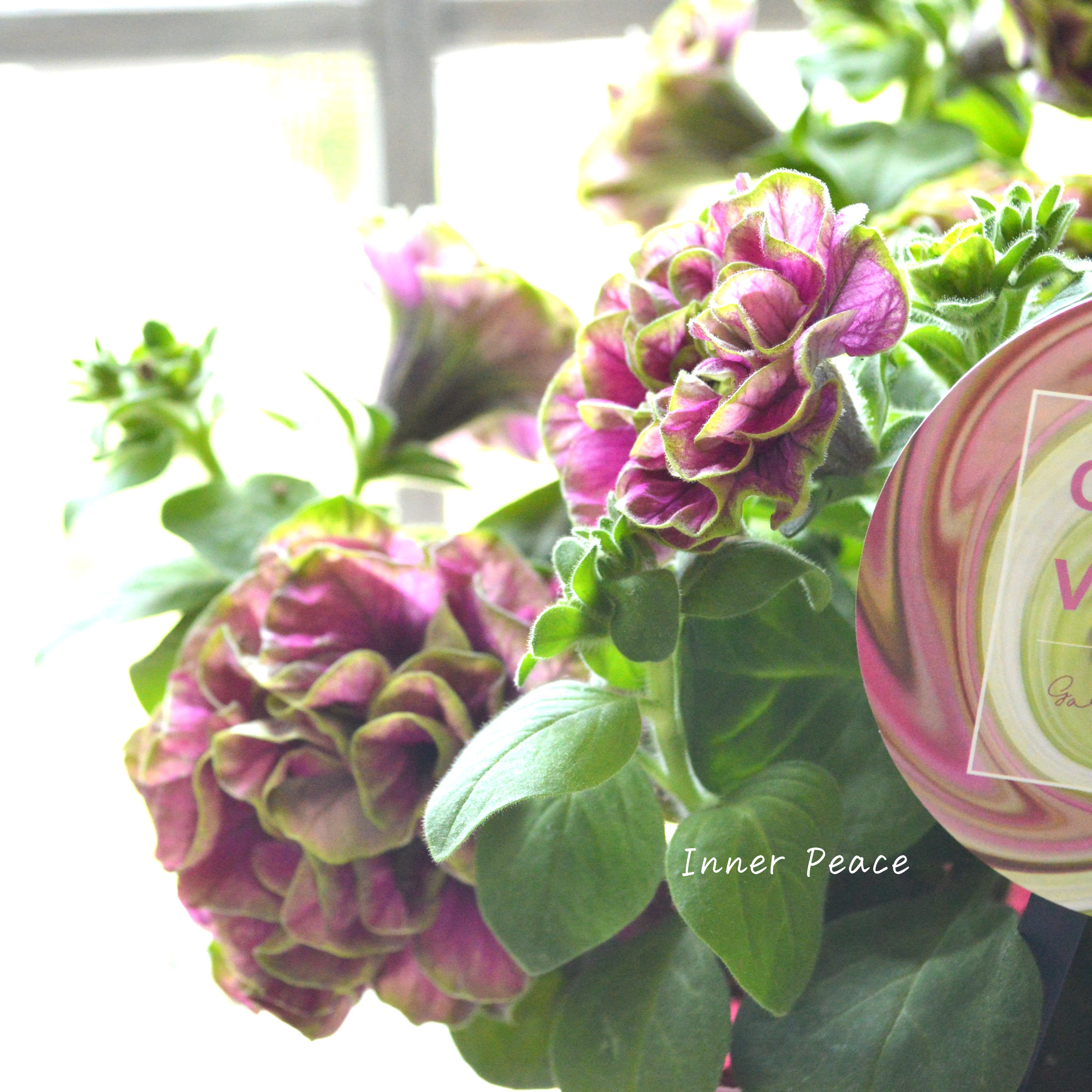 【ガルテン湘南さん】 ペチュニア 『湘南ルビーノ・ヴェルデ』 3.5寸POT