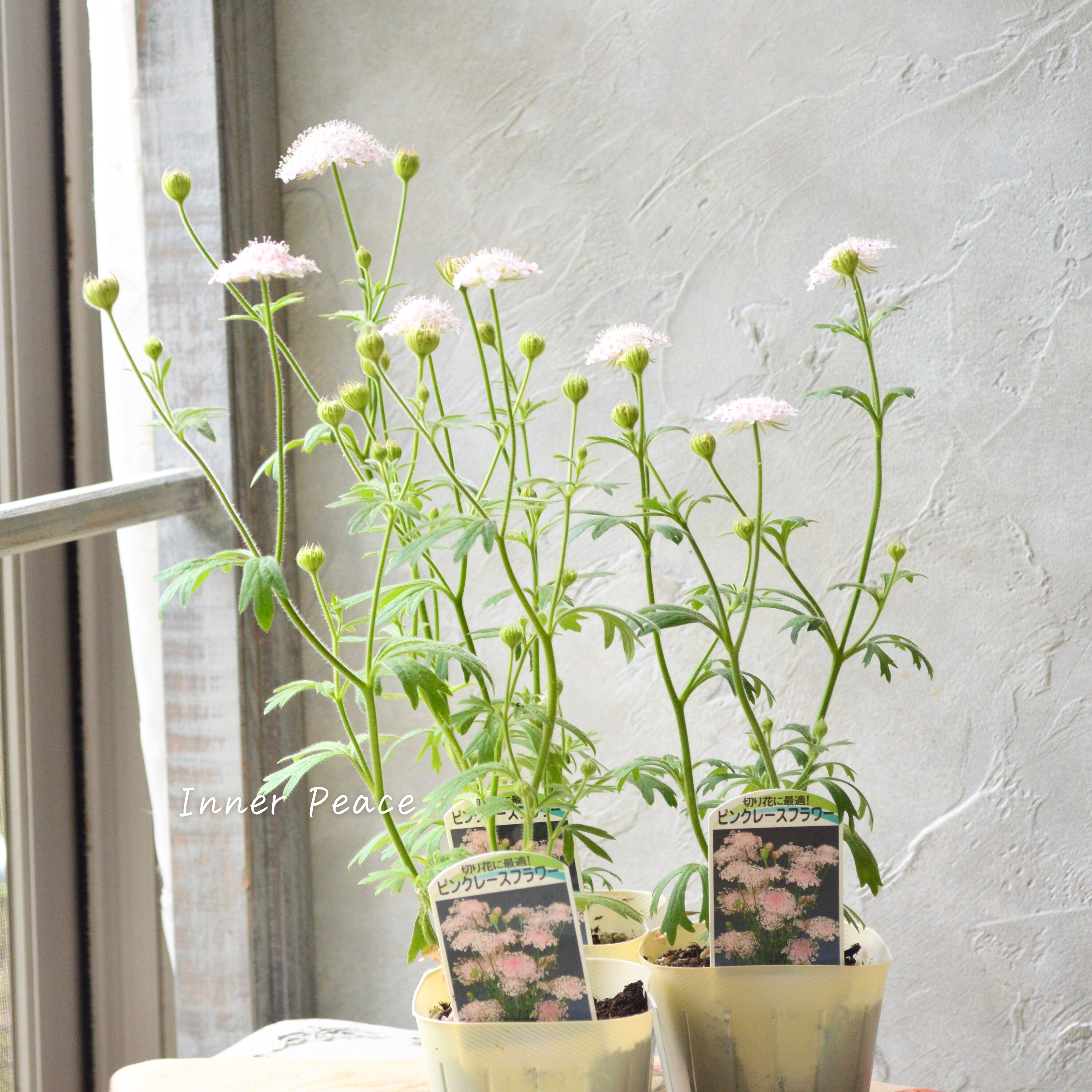 【美しい】 ピンクレースフラワー 3寸POT