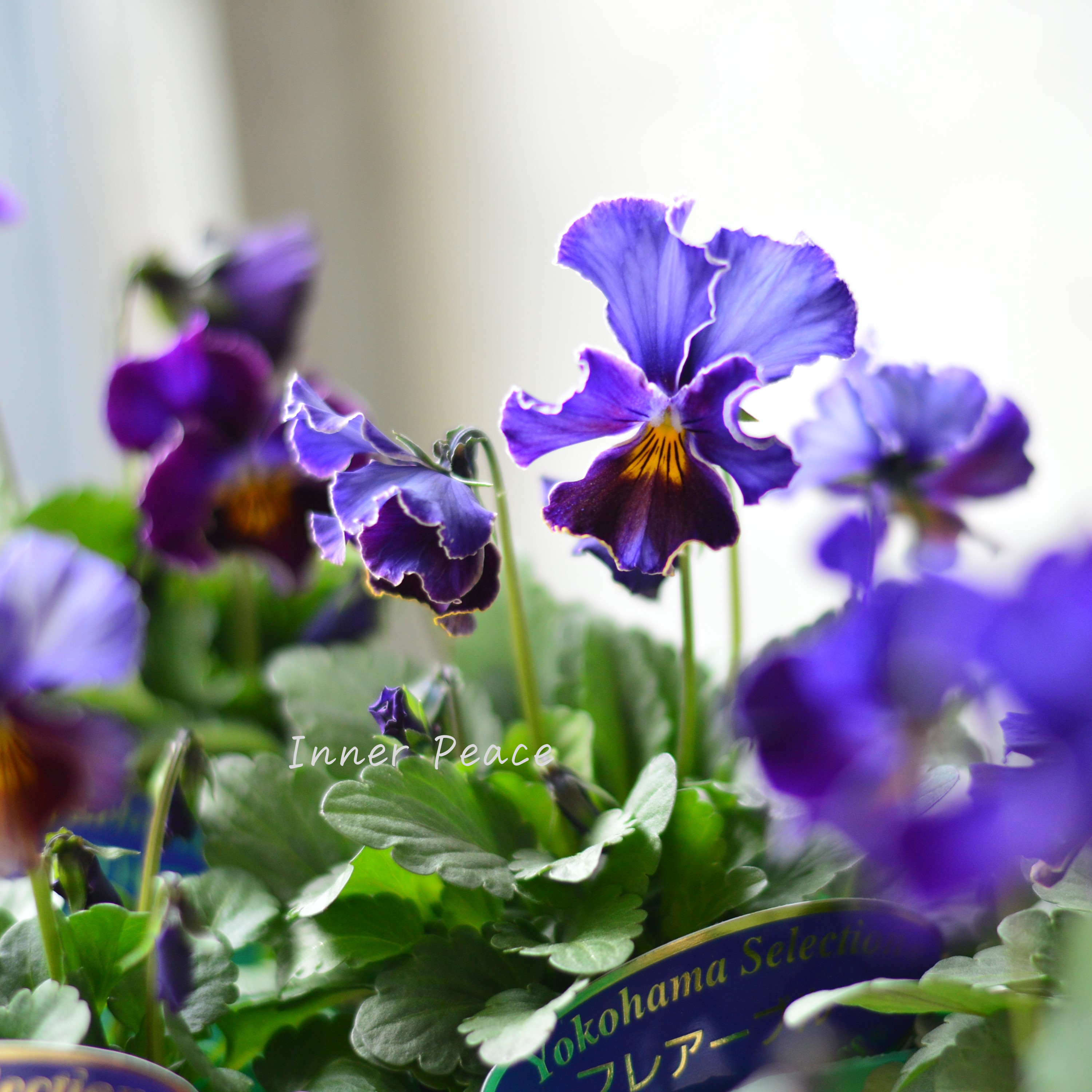 【人気】 ビオラ 『横浜セレクション・フレアブルー』 3寸POT