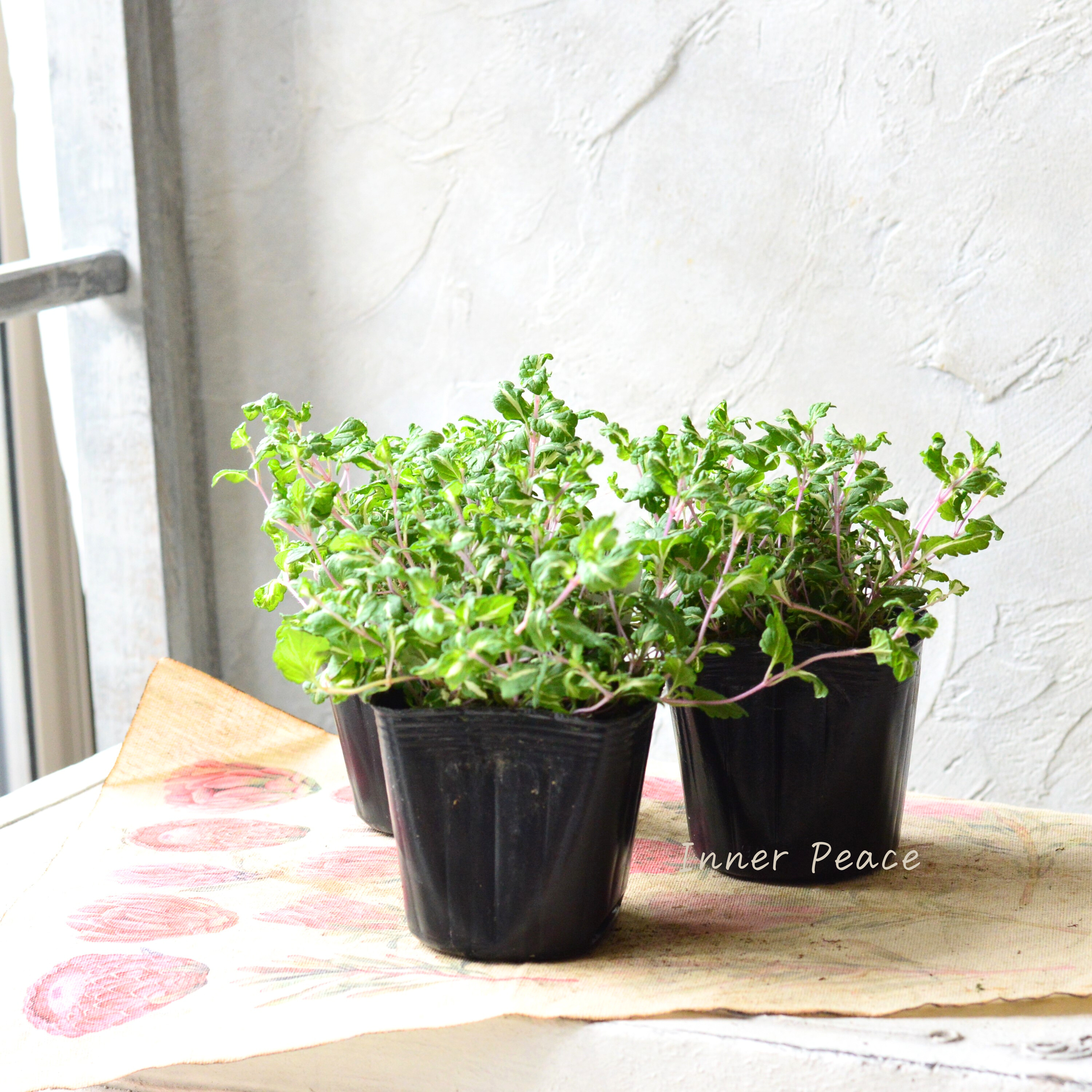 【斑入り】 ベロニカ 『ミッフィーブルート』 2.5~3寸POT