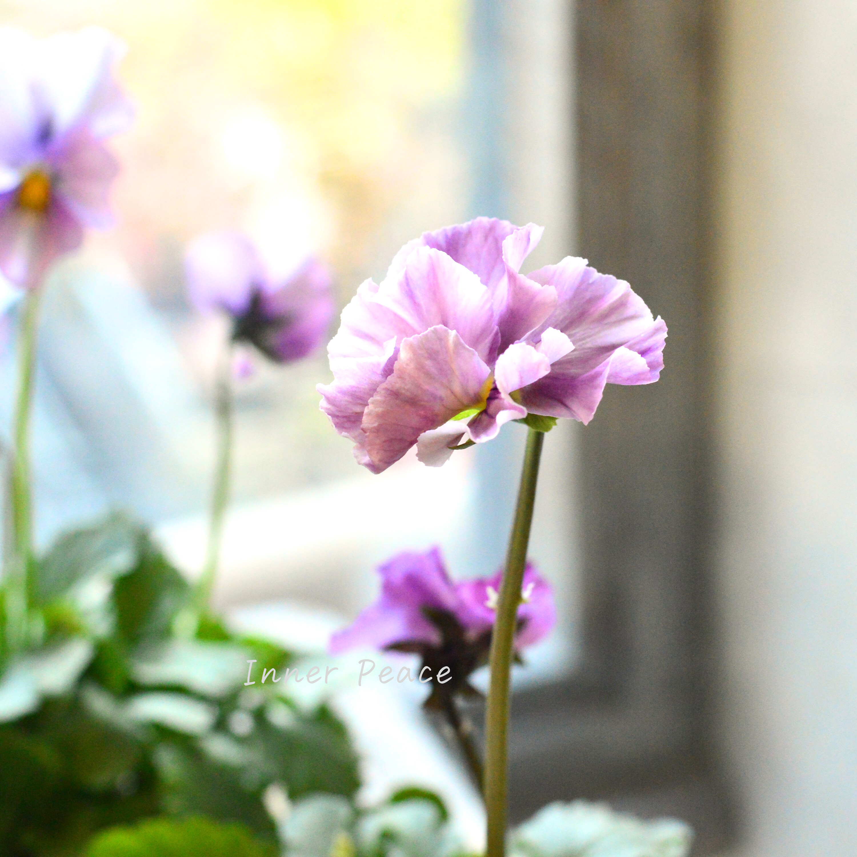 【吉村龍典さん育種ビオラ】 君待ちシリーズ 『Bタイプ』 3.5寸POT