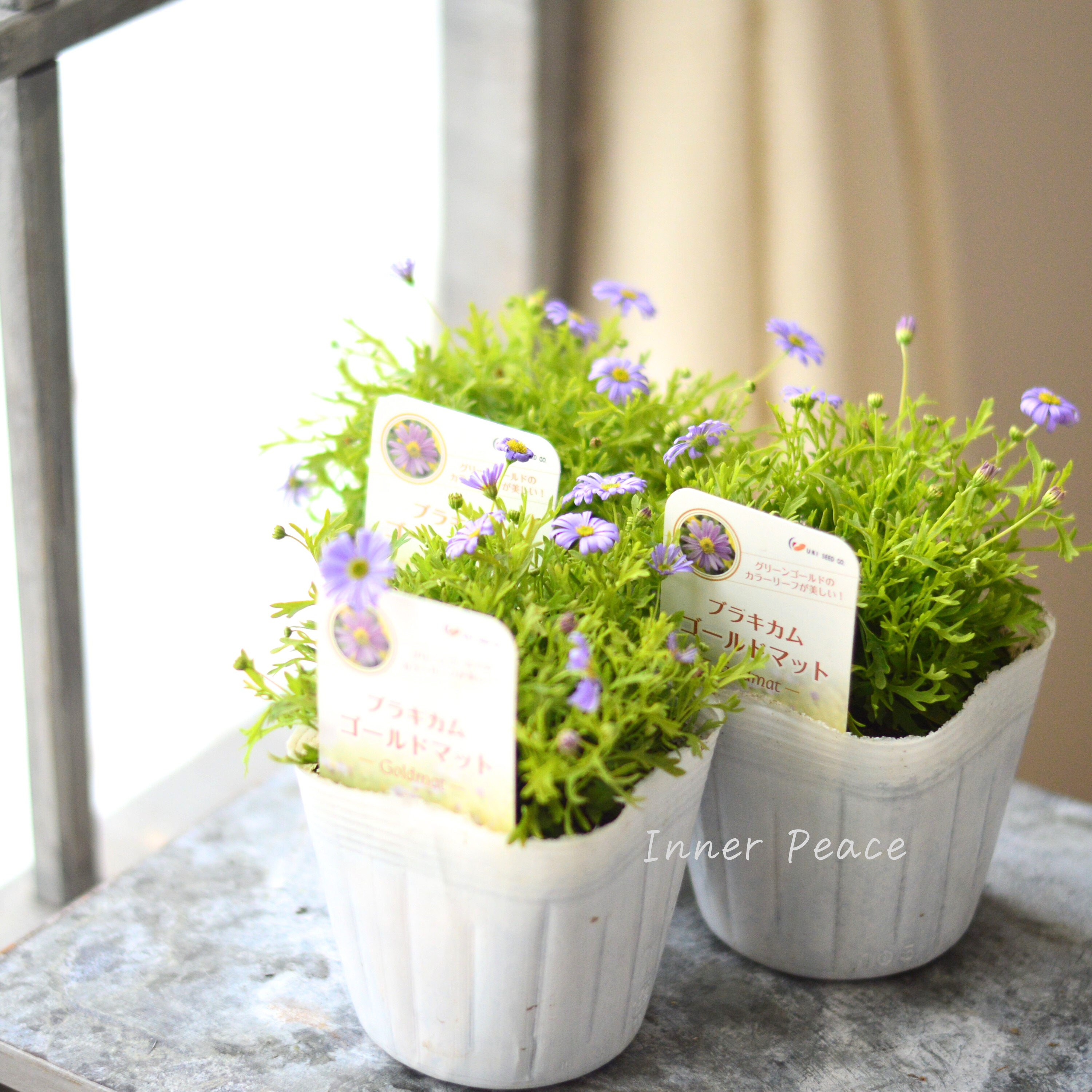 【開花期が長い】 ブラキカム 『ゴールドマット』 3~3.5寸POT