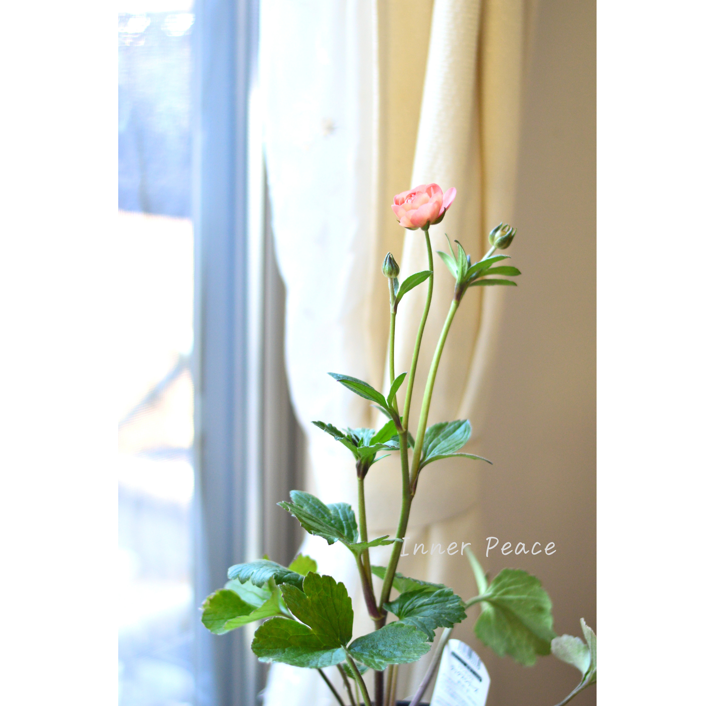 【美しい】 ラナンキュラス・ラックス 『エリス』 4寸POT