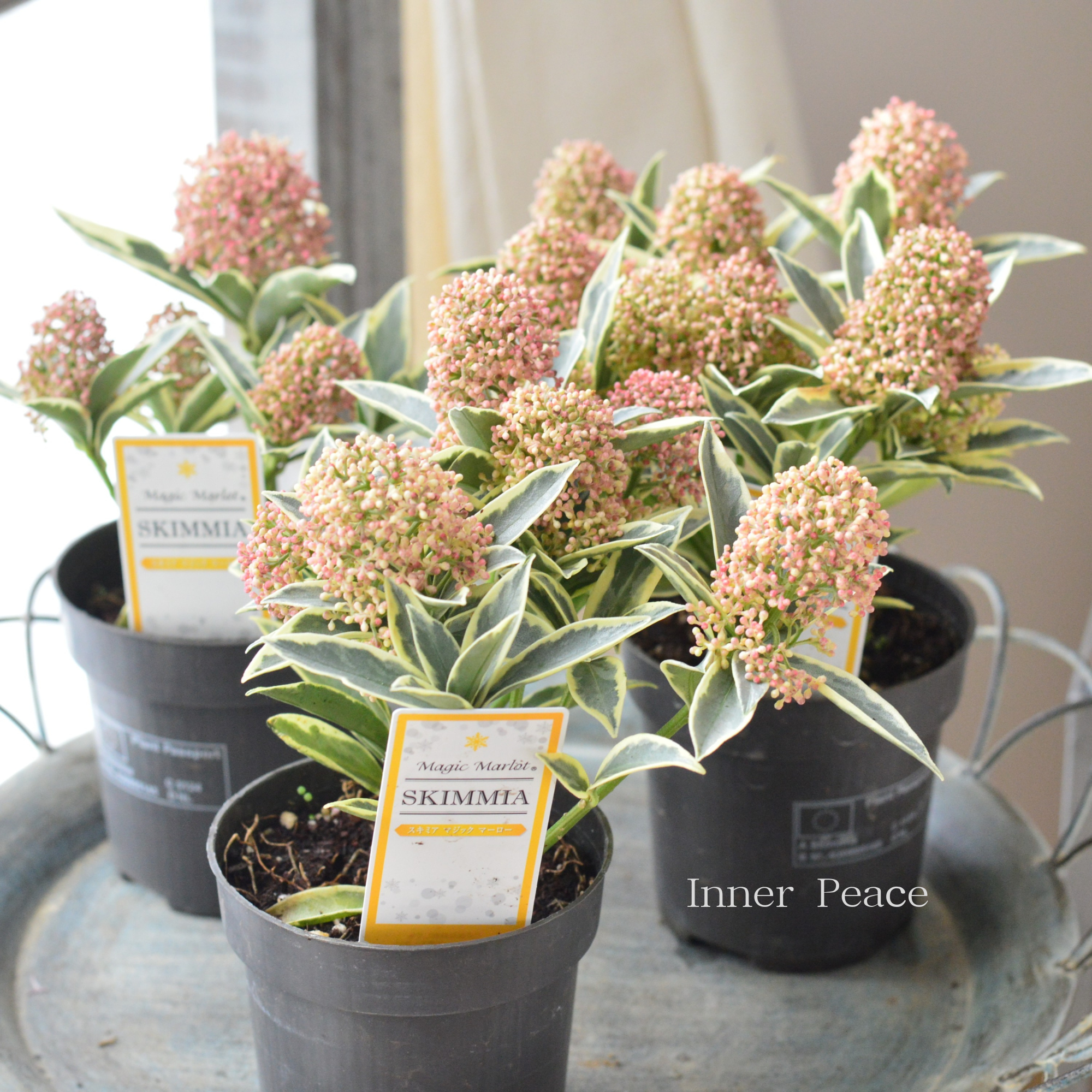 希少】斑入り スキミヤ 『マジックマルロー』 3.5寸硬質POT