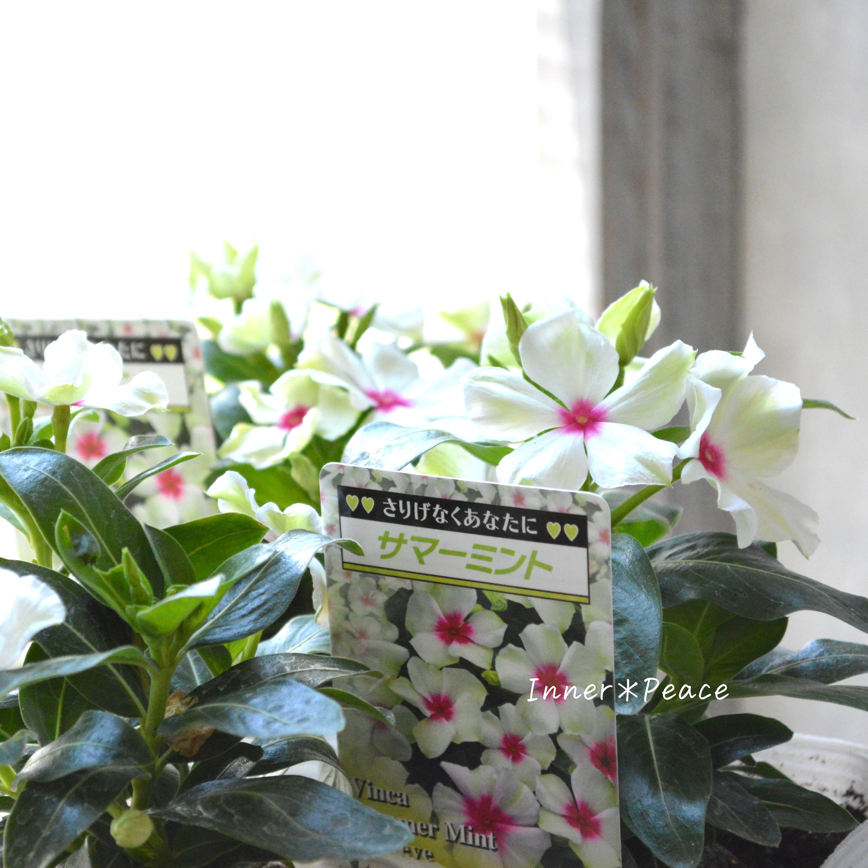 【北島園芸さん】 ニチニチソウ 『サマーミント・レッドアイ』 3.5寸POT