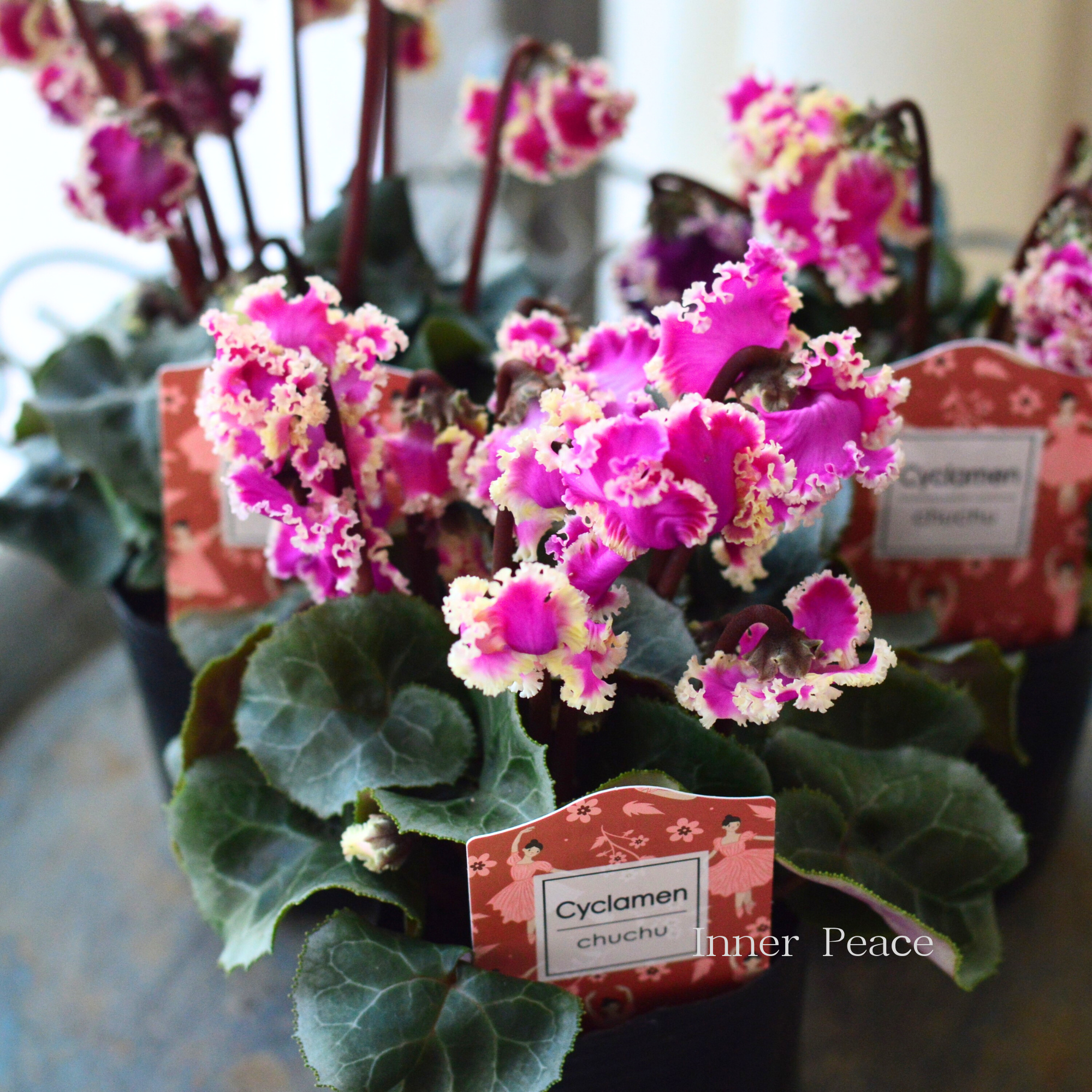 【麻野間園芸さん】 シクラメン 『チュチュバレリーナ』 3寸POT