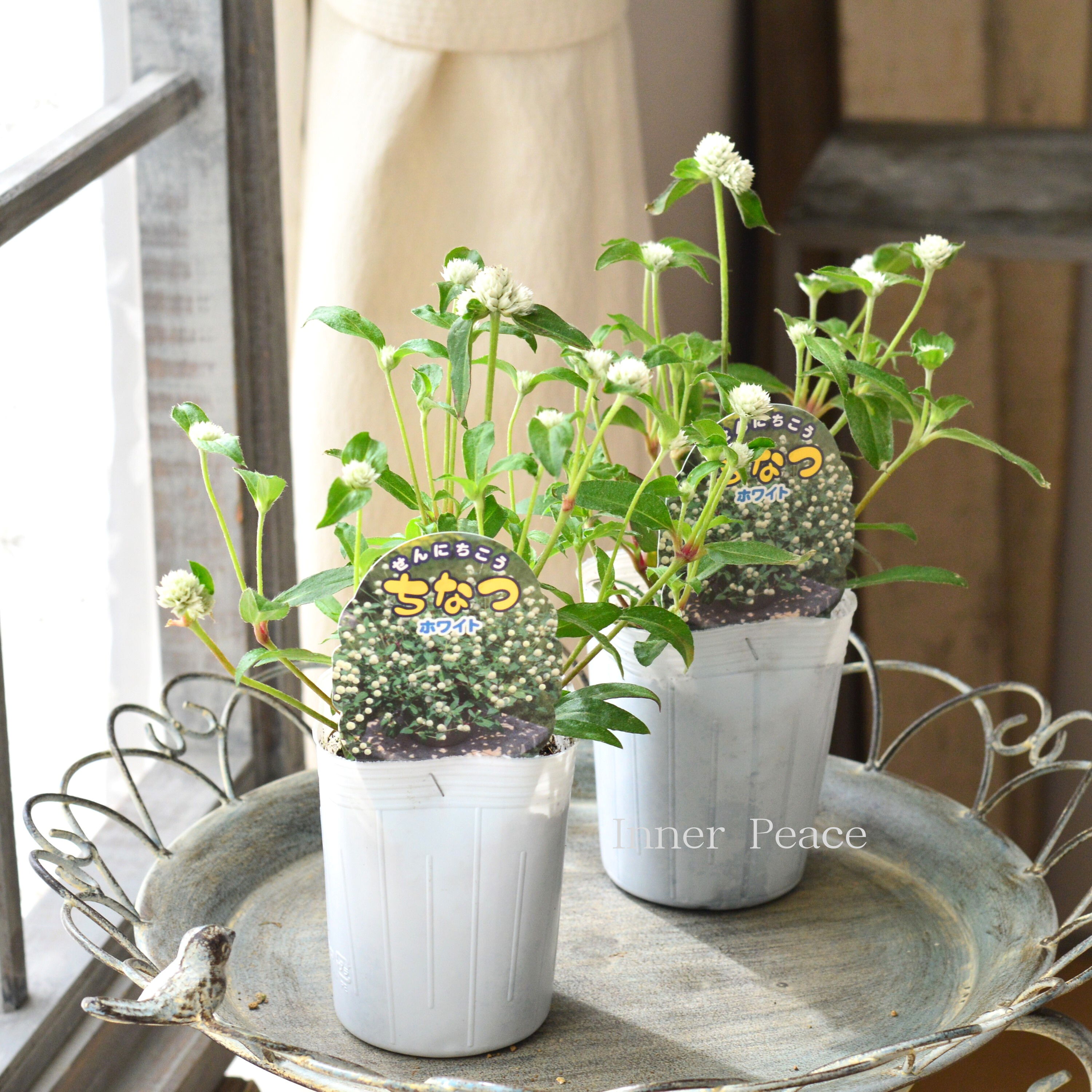 【寄せ植えに】 千日紅 『ちなつ・ホワイト』 3寸ロングPOT