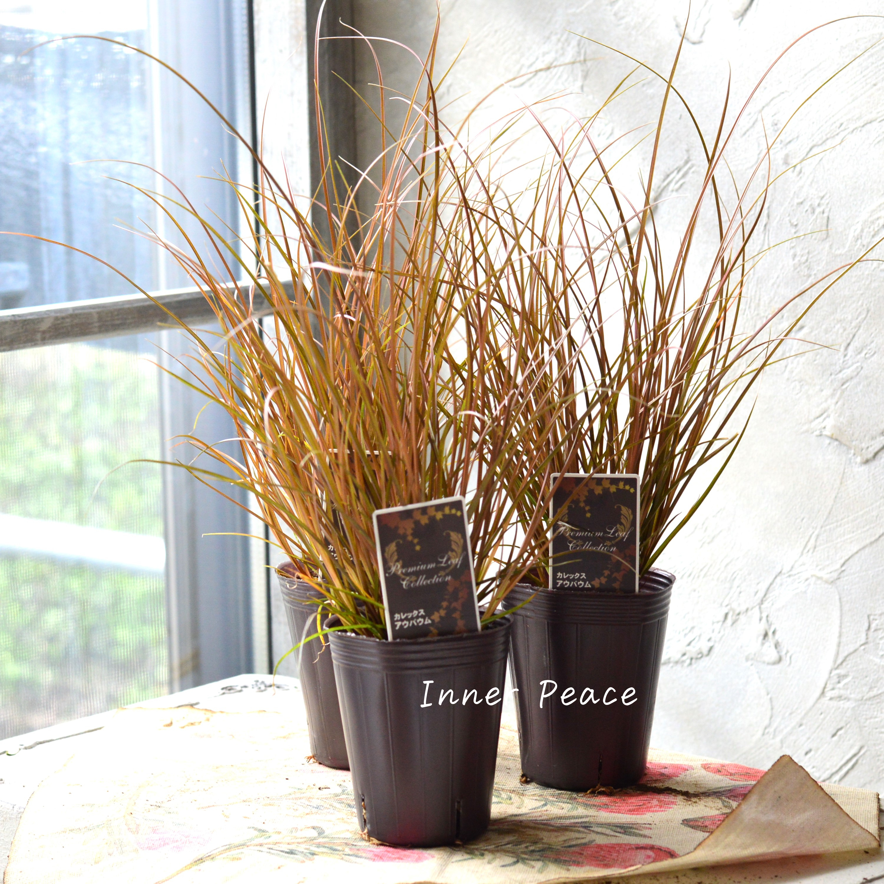 【オシャレ】 カレックス 『アウバウム』 2.5寸POT