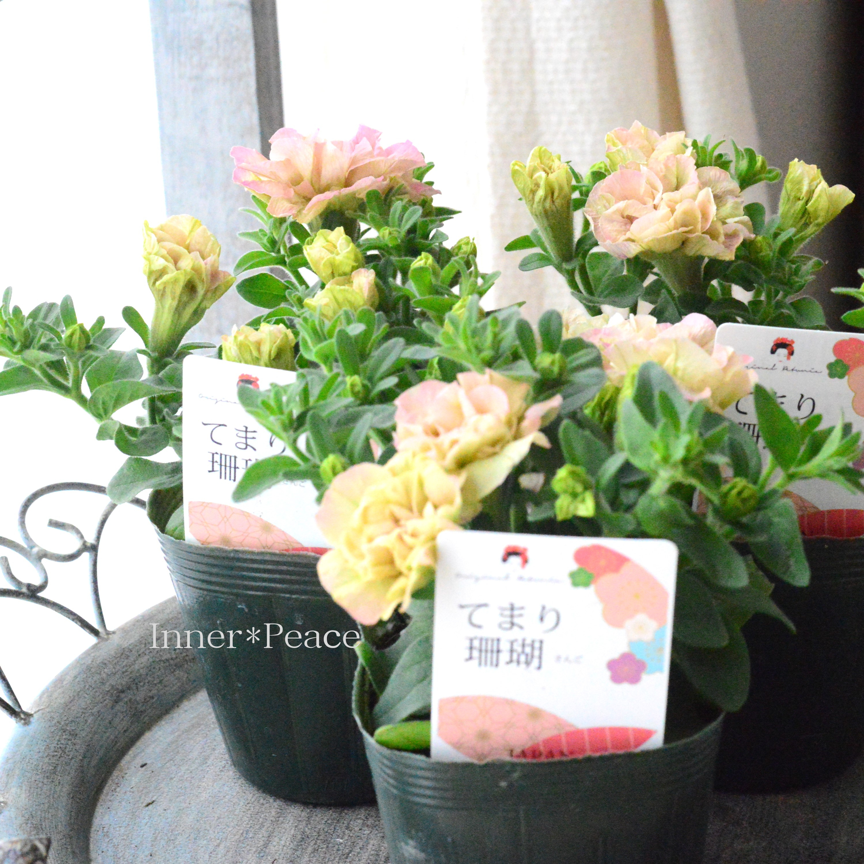 【ゲブラさんオリジナル】 八重咲きペチュニア 『てまり珊瑚』 3.5寸POT