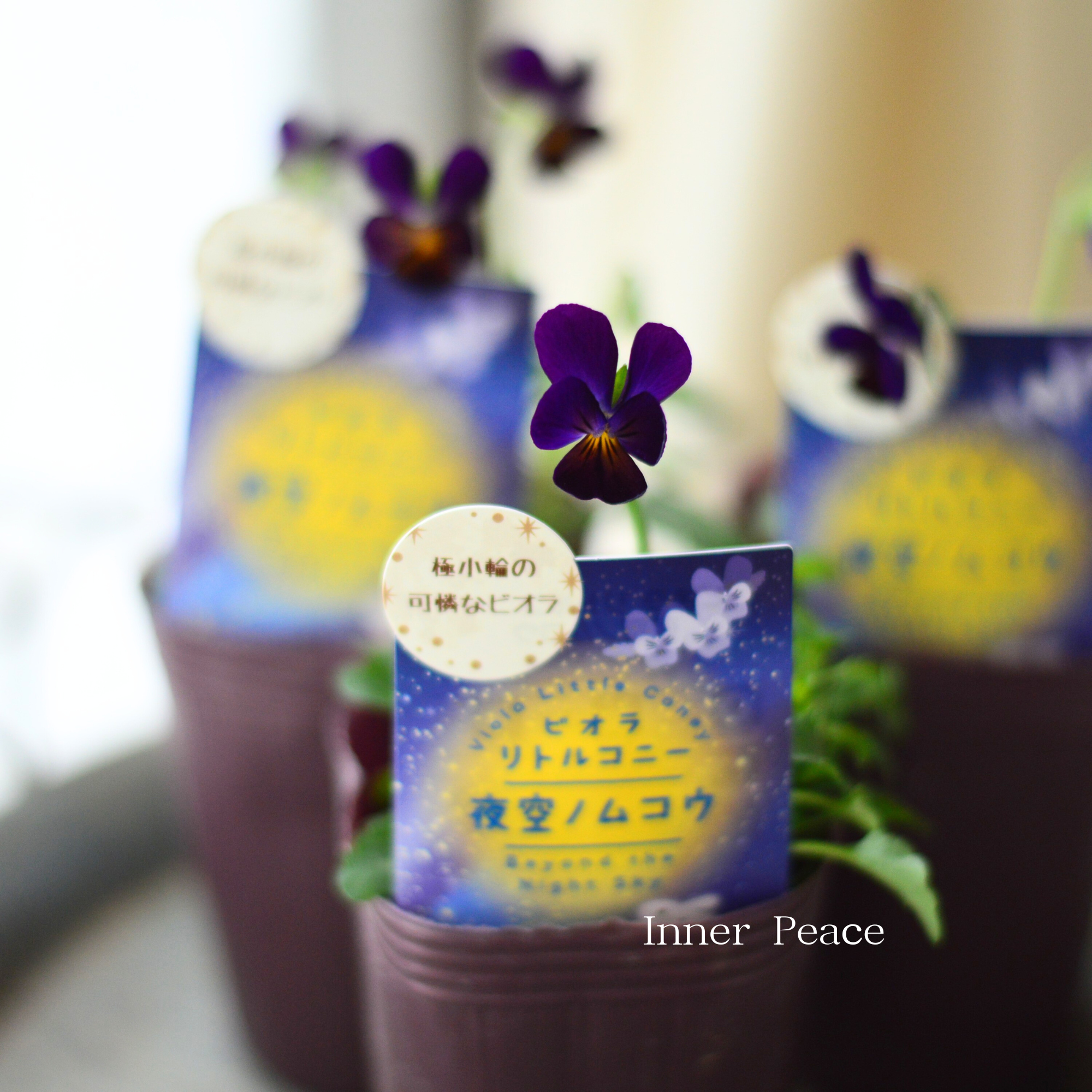 【素敵色】 ビオラ 『リトルコニー・夜空ノムコウ』 2.5寸ロングPOT