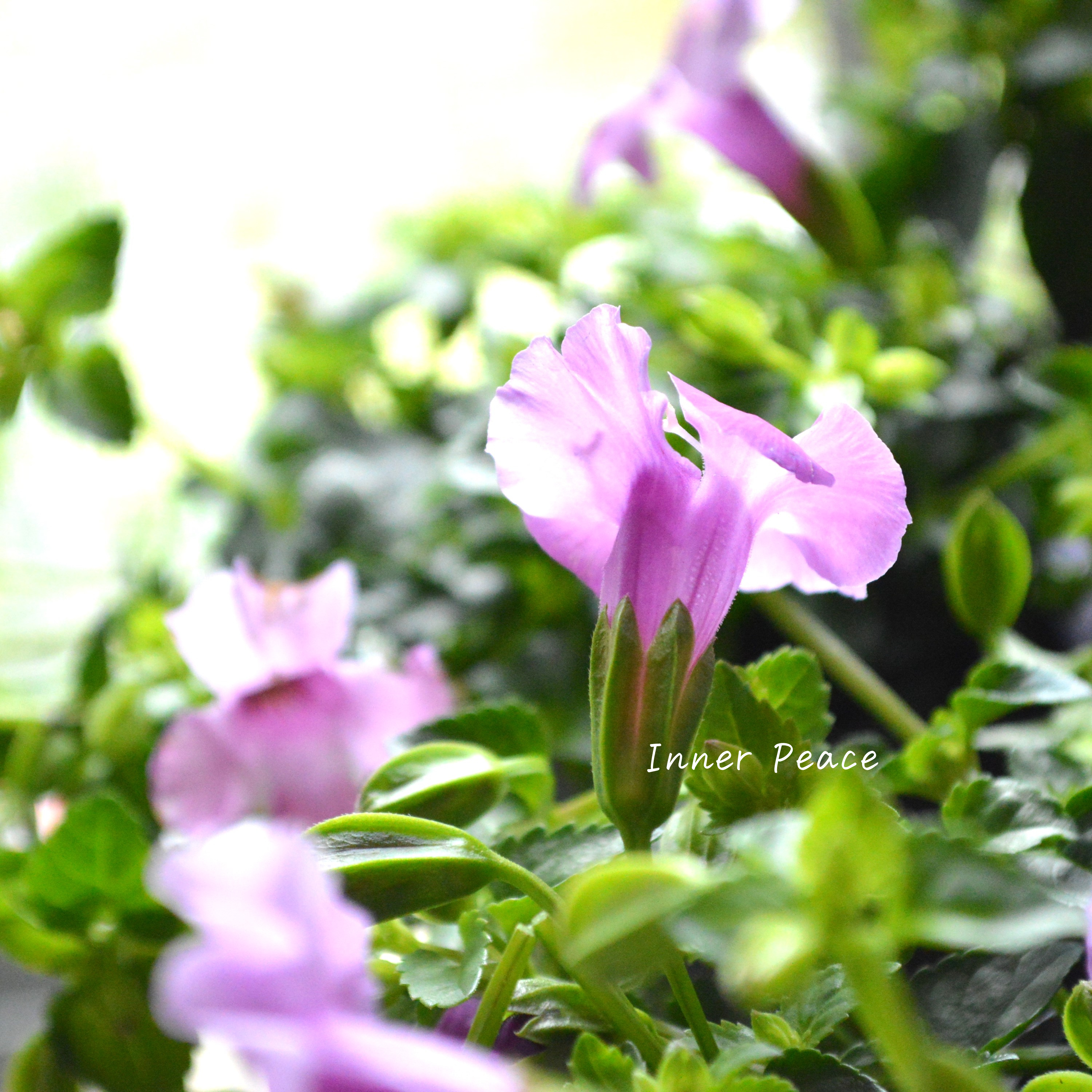 【PW】 スーパートレニア カタリーナ 『ピンクリバー』 3寸POT