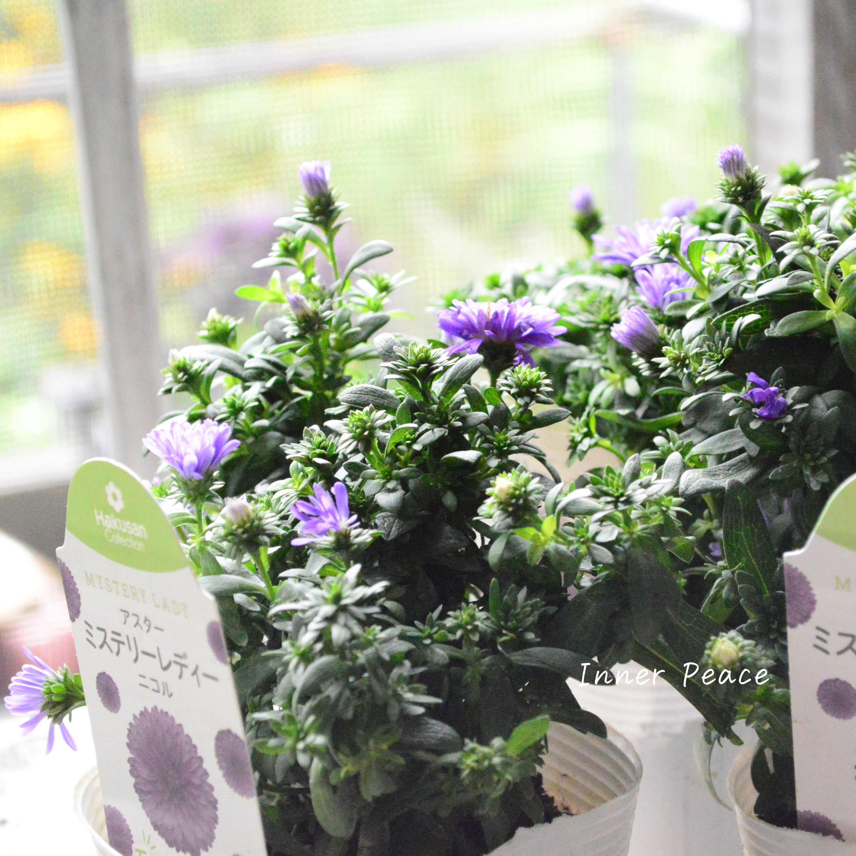 【寒さに強い】アスター 『ミステリーレディ・ニコル』 3.5寸POT