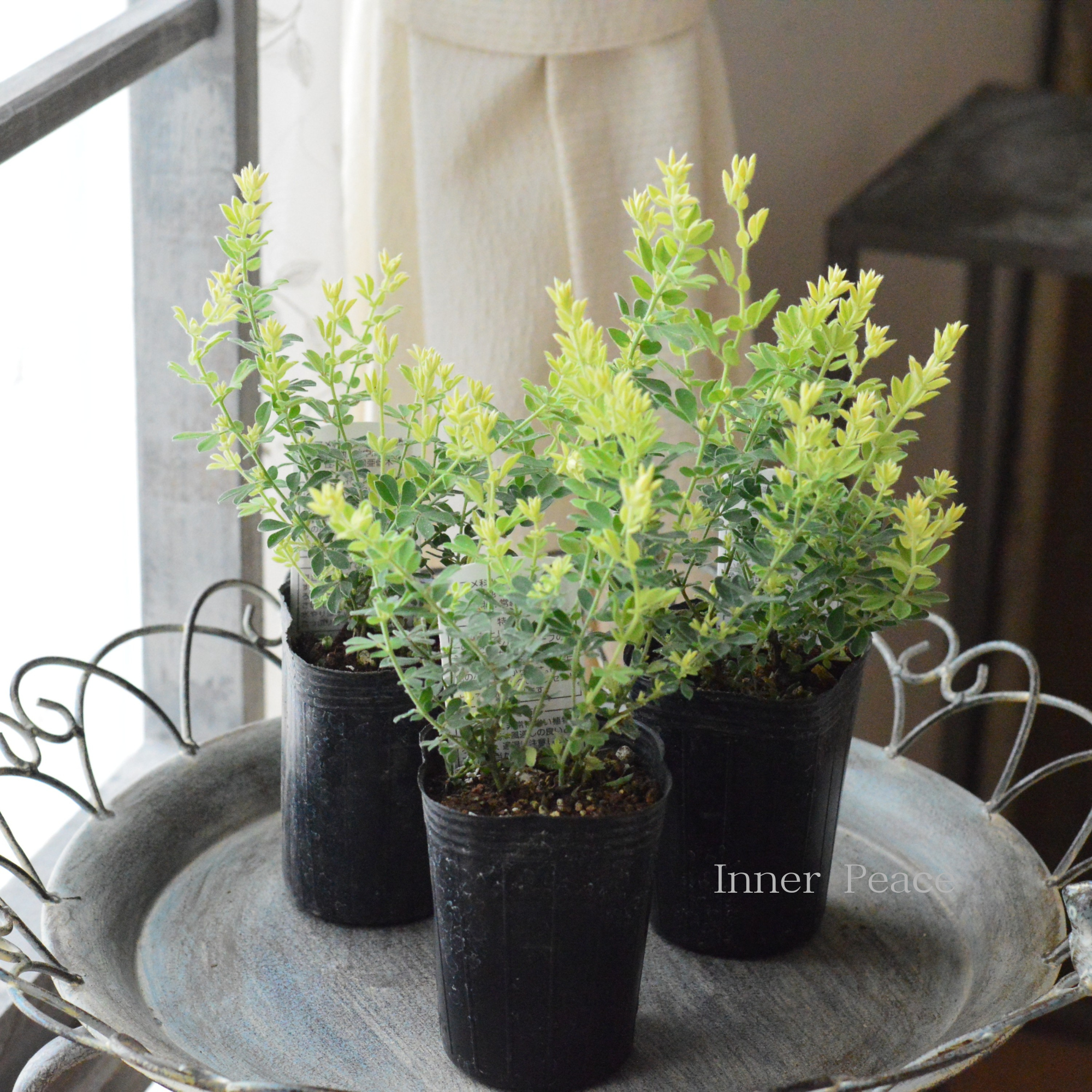 【暑さ寒さに強い】 ロータスブリムストーン 2.5寸~3寸POT