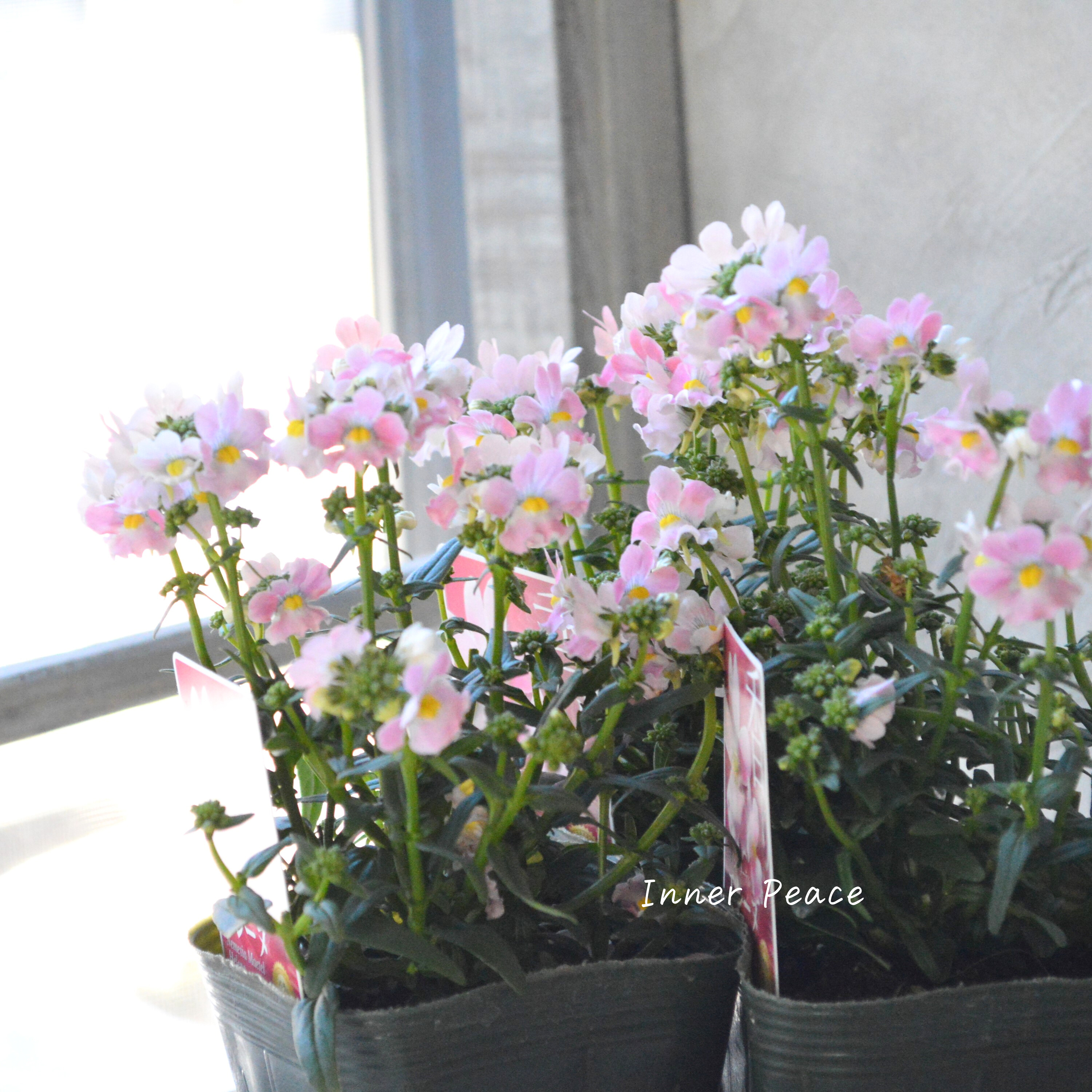 【ゲブラさん】 ネメシア・メーテル 『エレーヌ』 3.5寸POT