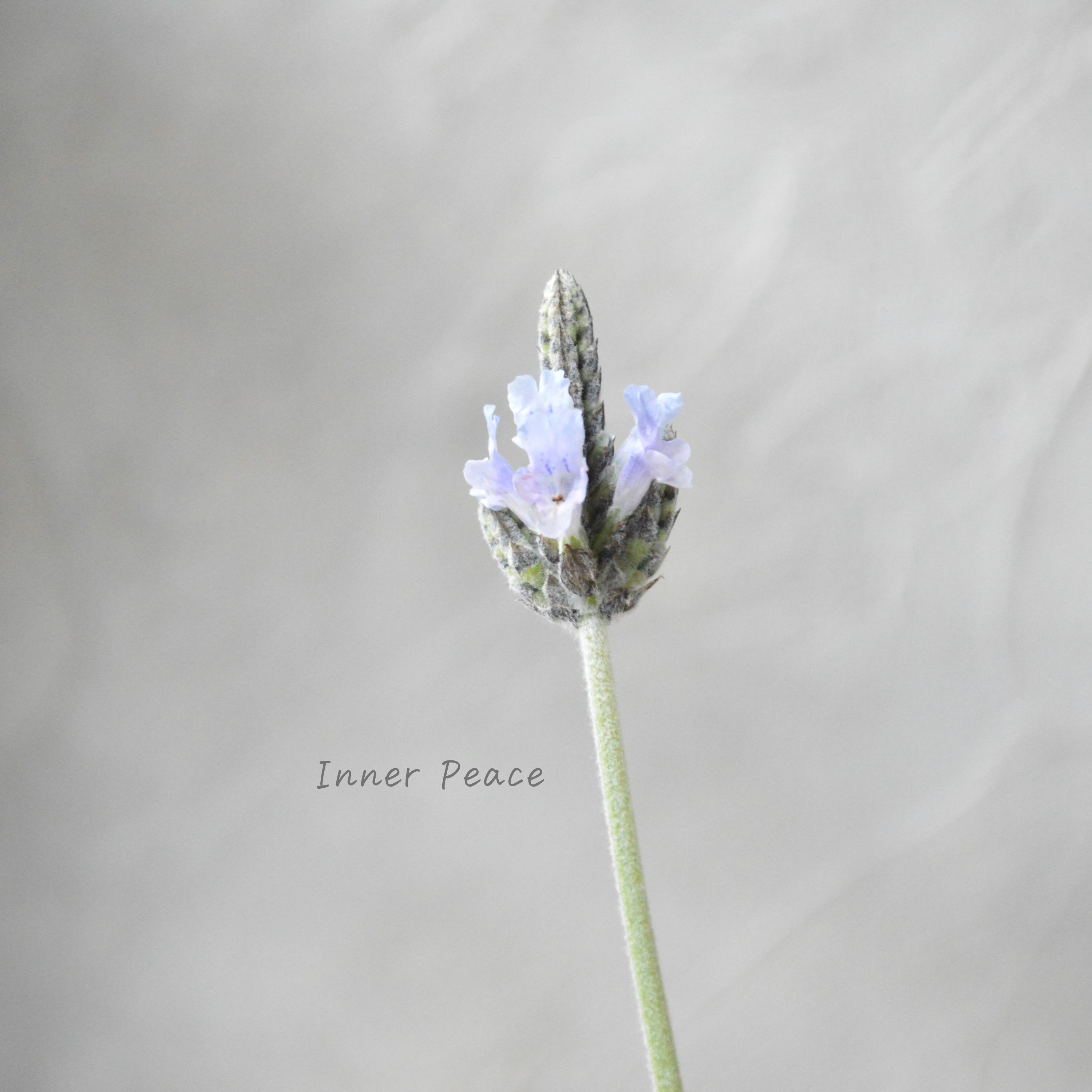 【美しい】 レースラベンダー 『トーチ ミンティアイス』 3.5寸POT