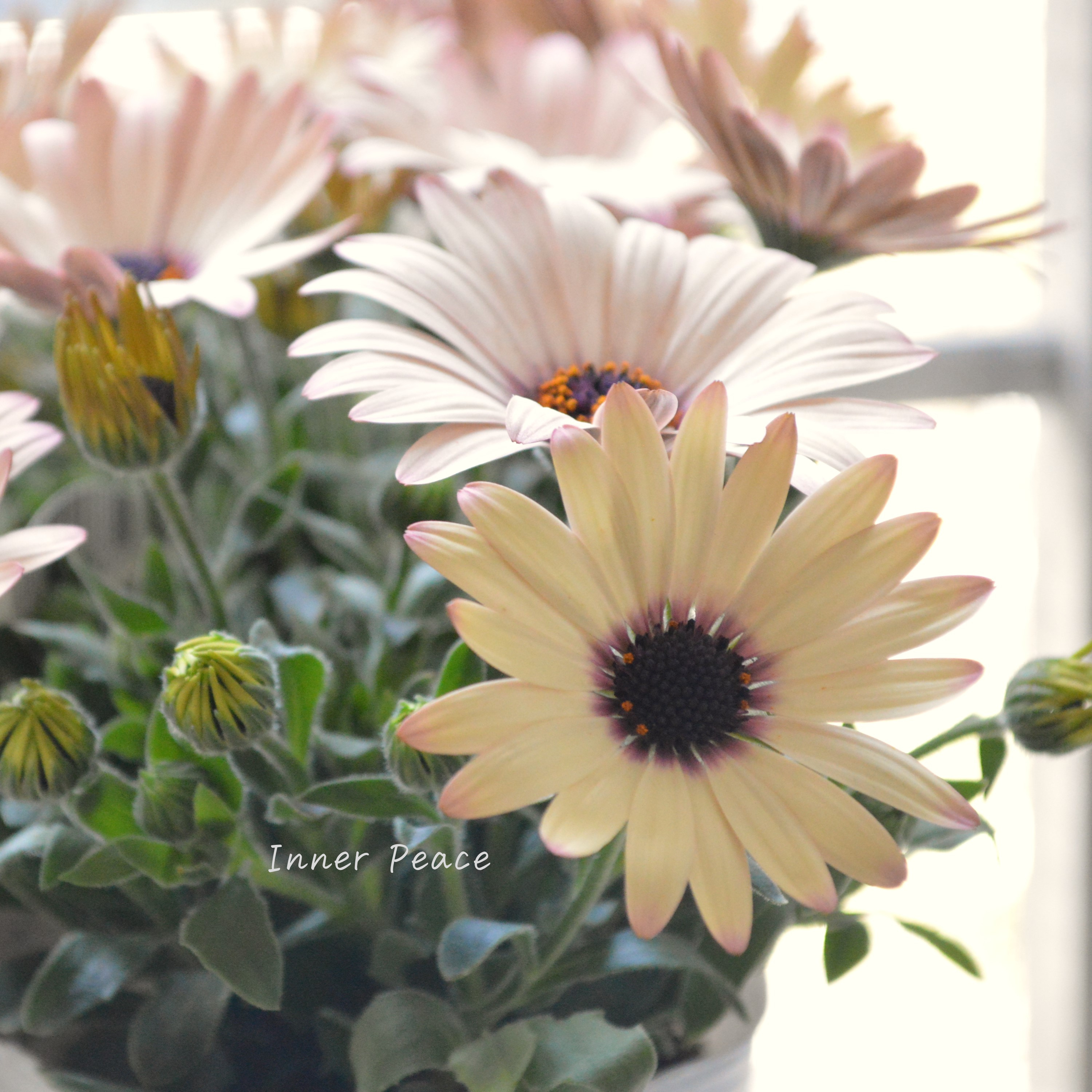 【松原園芸さん】 オステオスペルマム 『パティエ・ベリーズパフェ』 3寸ロングPOT