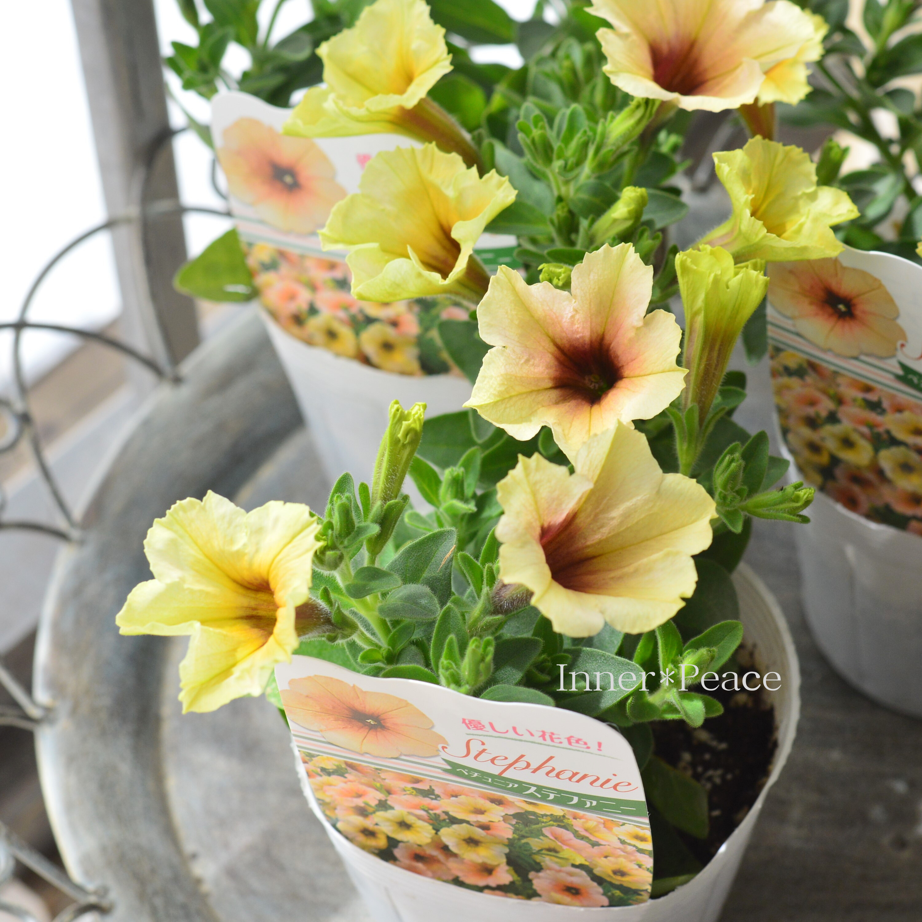 【人気】 ペチュニア 『ステファニー』 3.5寸POT