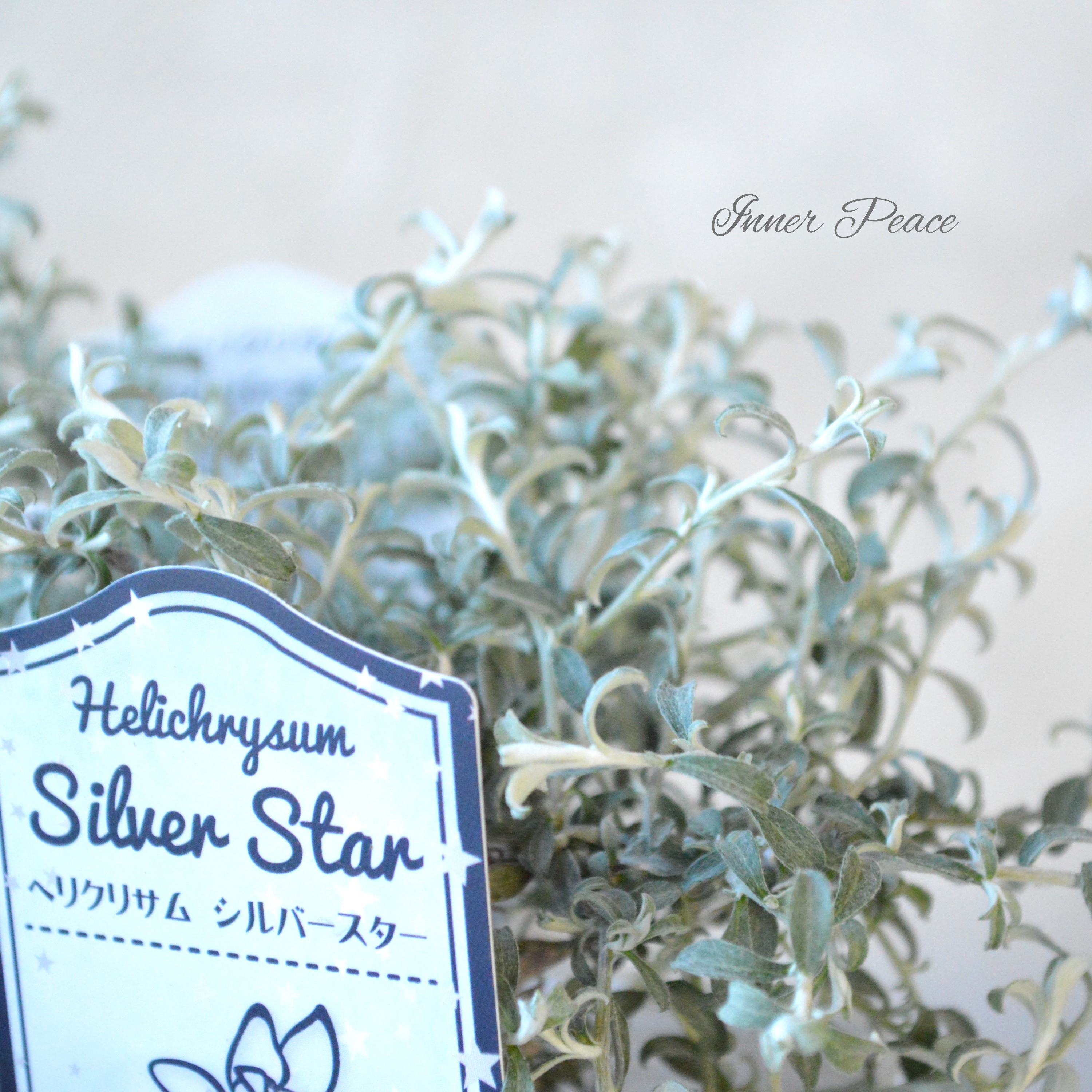 【美しい】 ヘリクリサム 『シルバースター』 2.5寸POT
