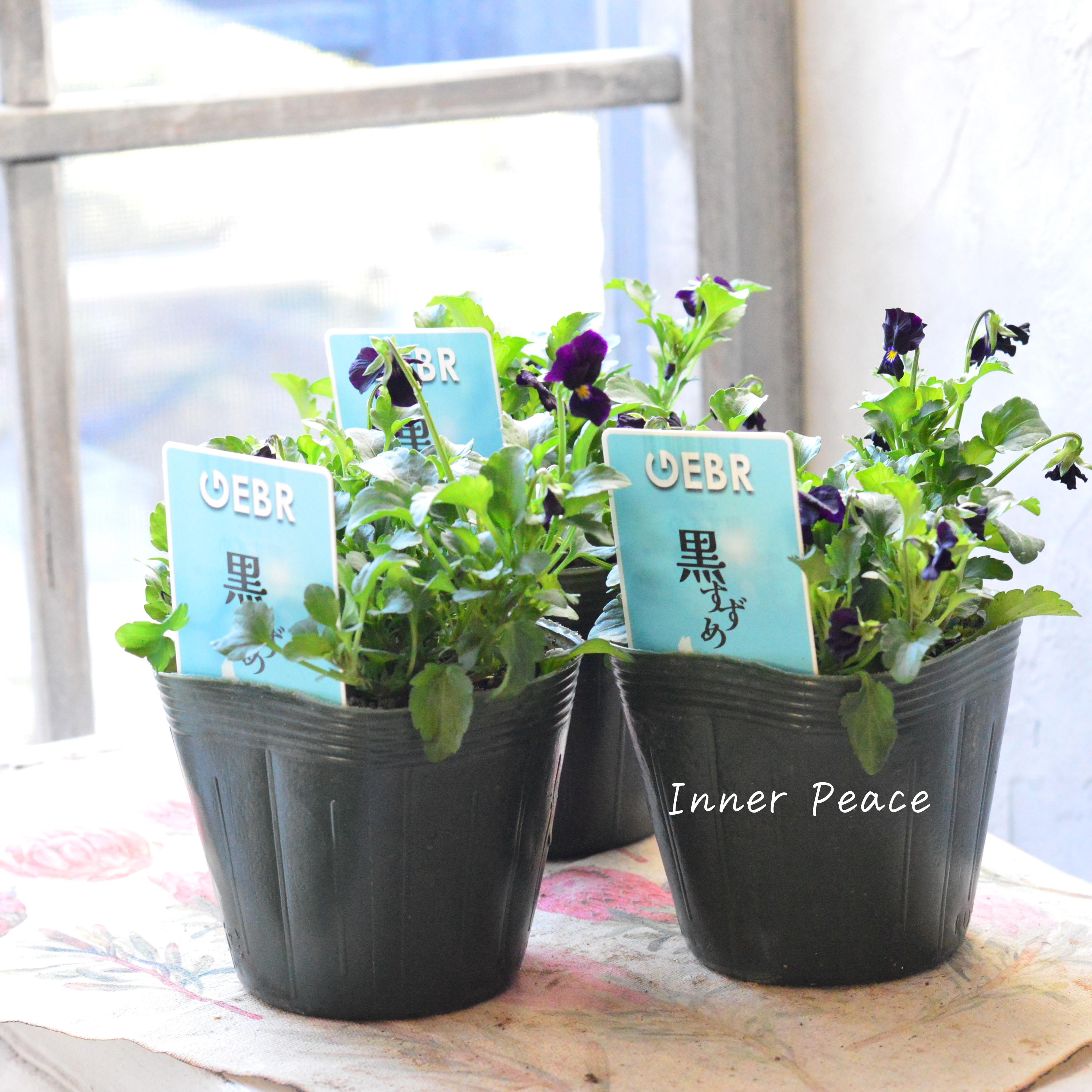 【ゲブラさん】 希少 ビオラ 『黒すずめ』 3.5寸POT