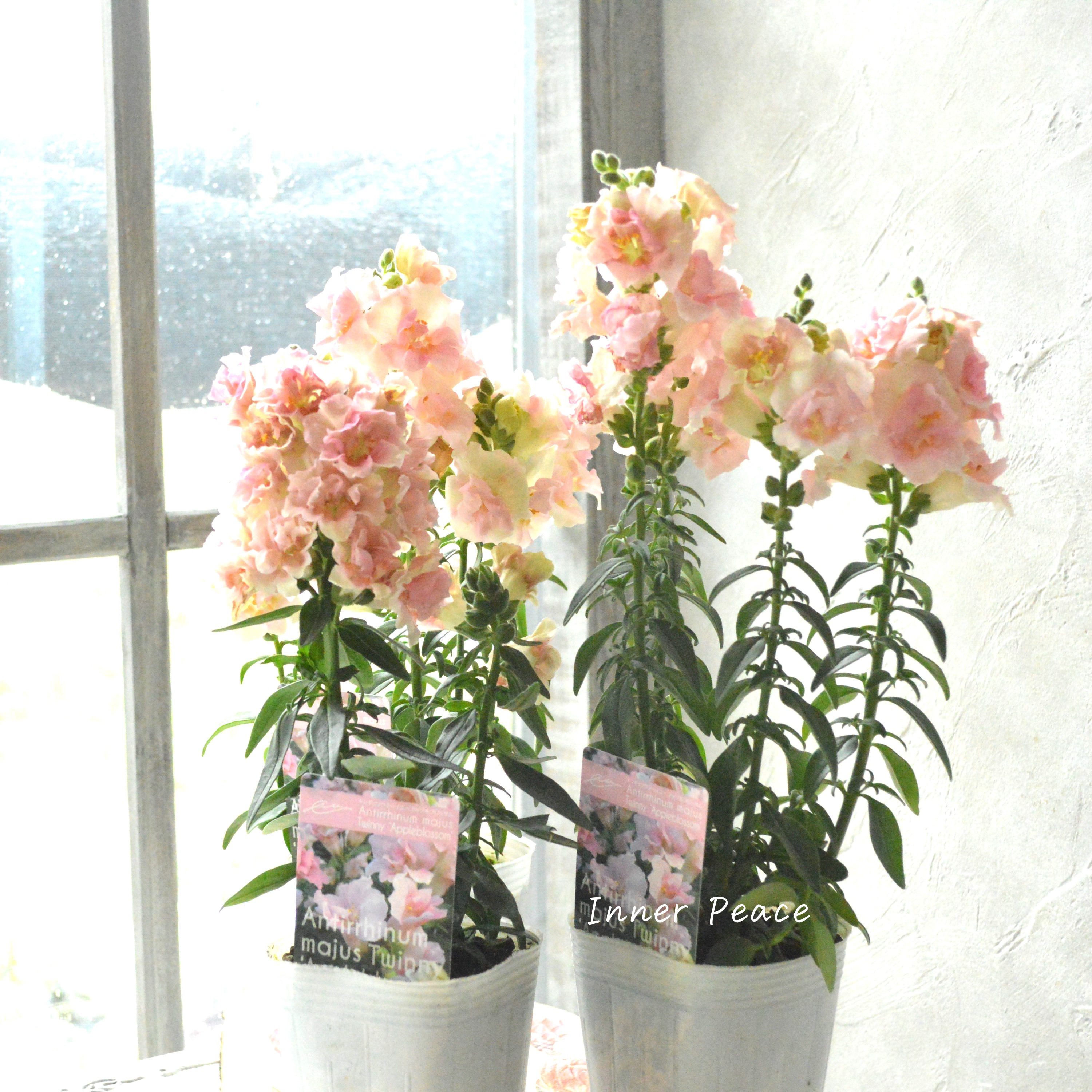 【かわいい】 奥田さん生産の キンギョソウ・トゥイニー 『アップルブロッサム』 3寸POT