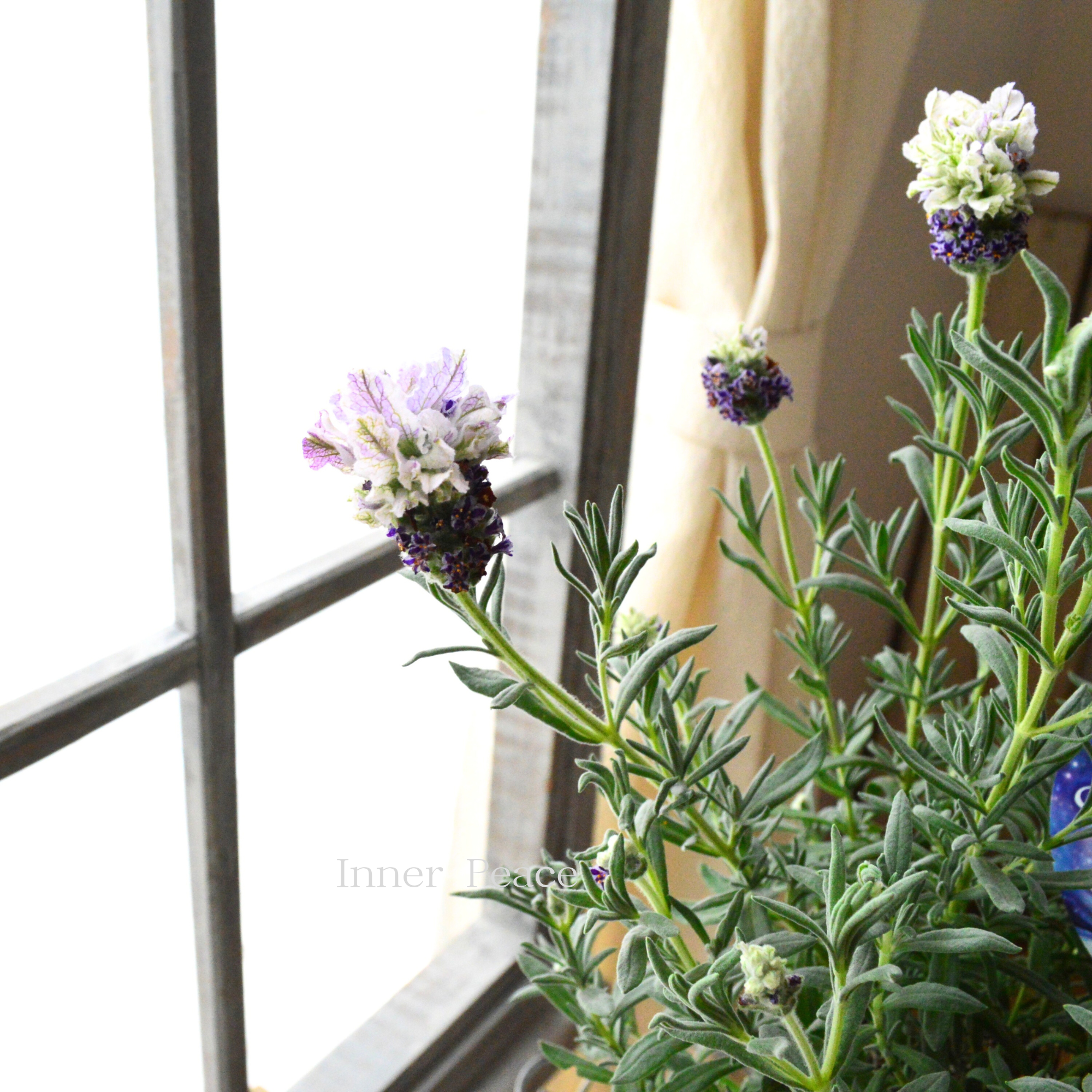 【小林花卉さん】 フレンチラベンダー 『マグナムスターパープル』 5号鉢